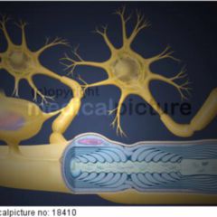 Nervenzelle Doccheck Flexikon