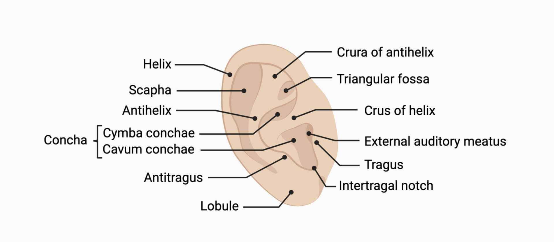 Auricle DocCheck Auricle DocCheck