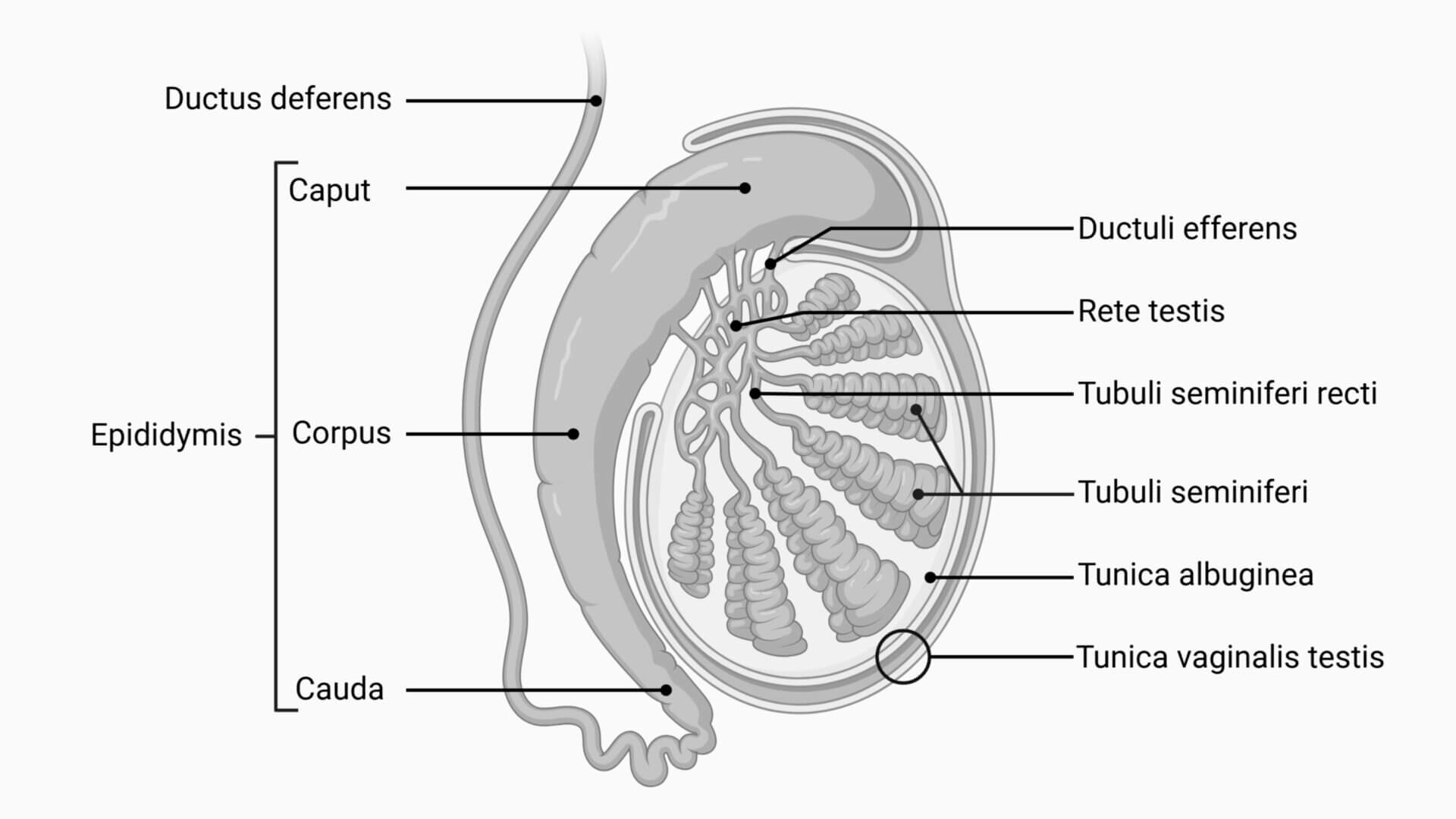 Anatomie der Hoden