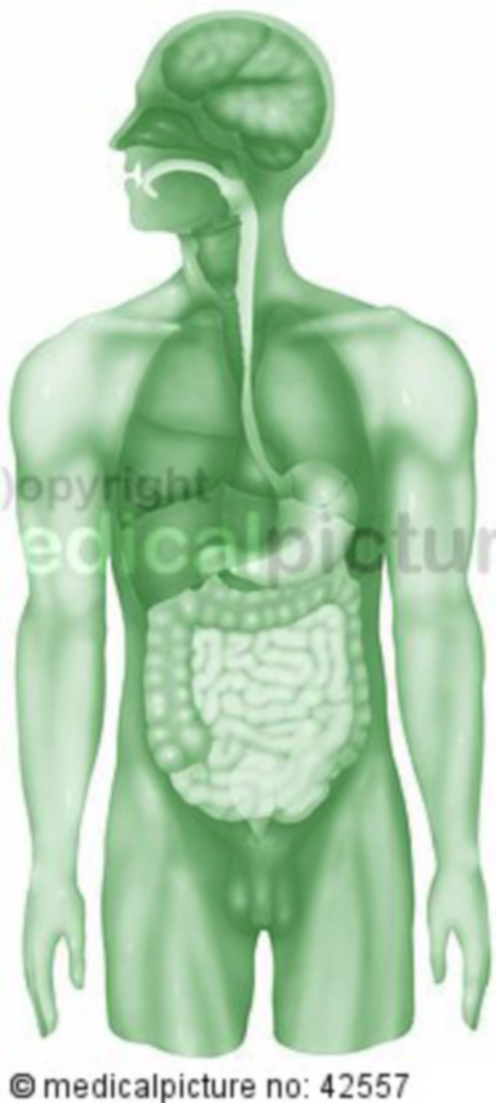 Übersicht menschlicher Organe, grün 
