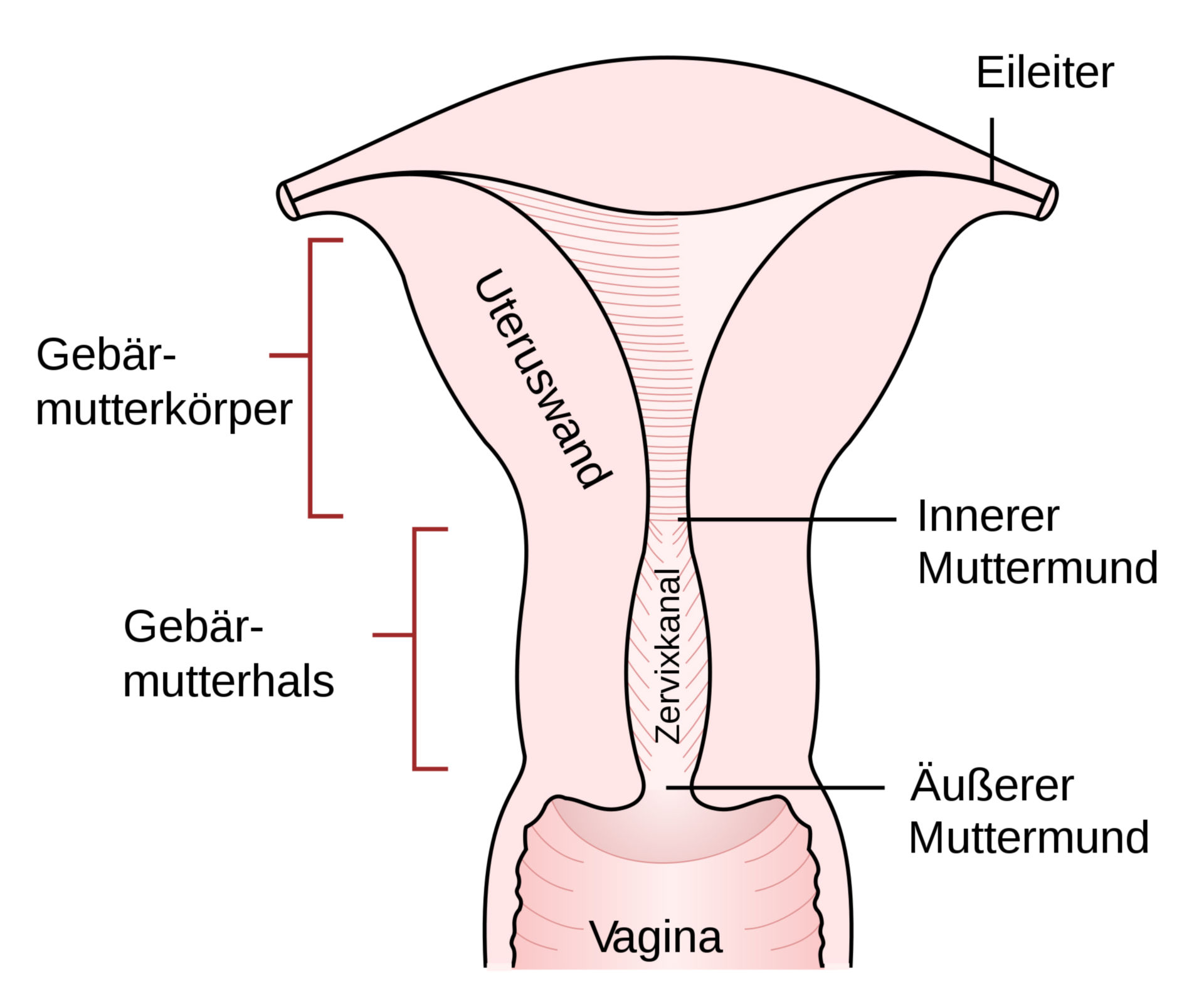 Anatomie des Uterus