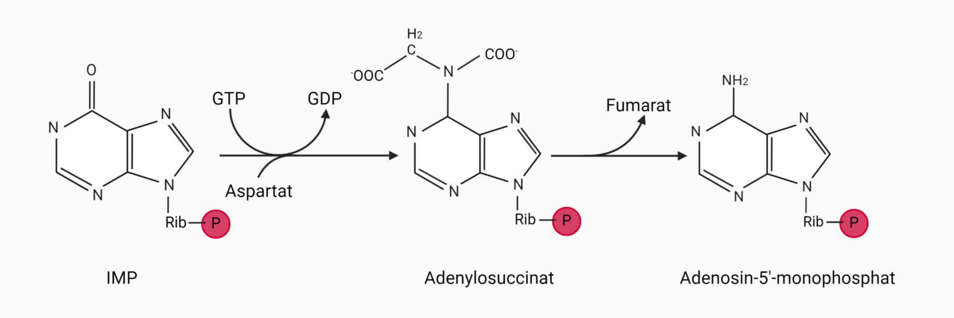 De-novo-Purinnukleotidsynthese