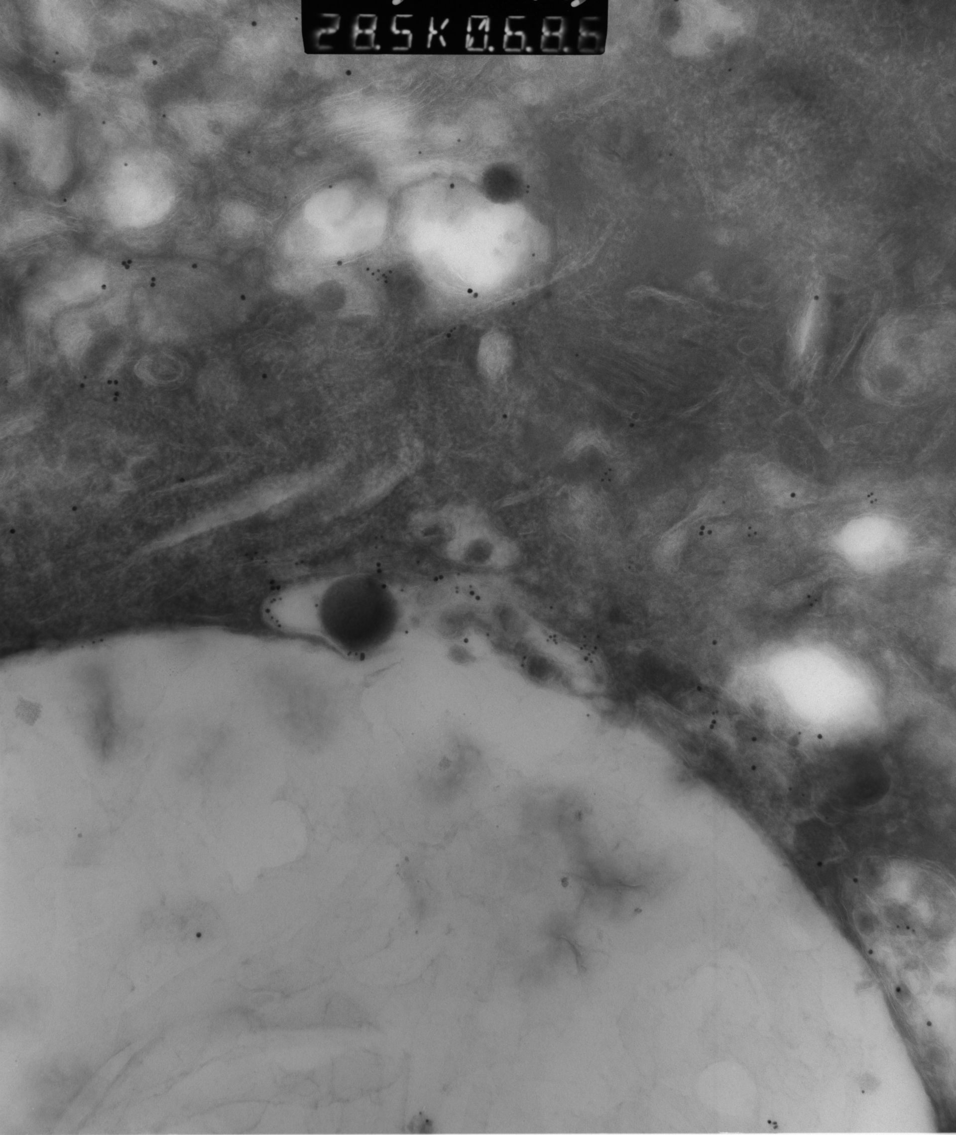 Rattus rattus (Mitochondrion) - CIL:12958