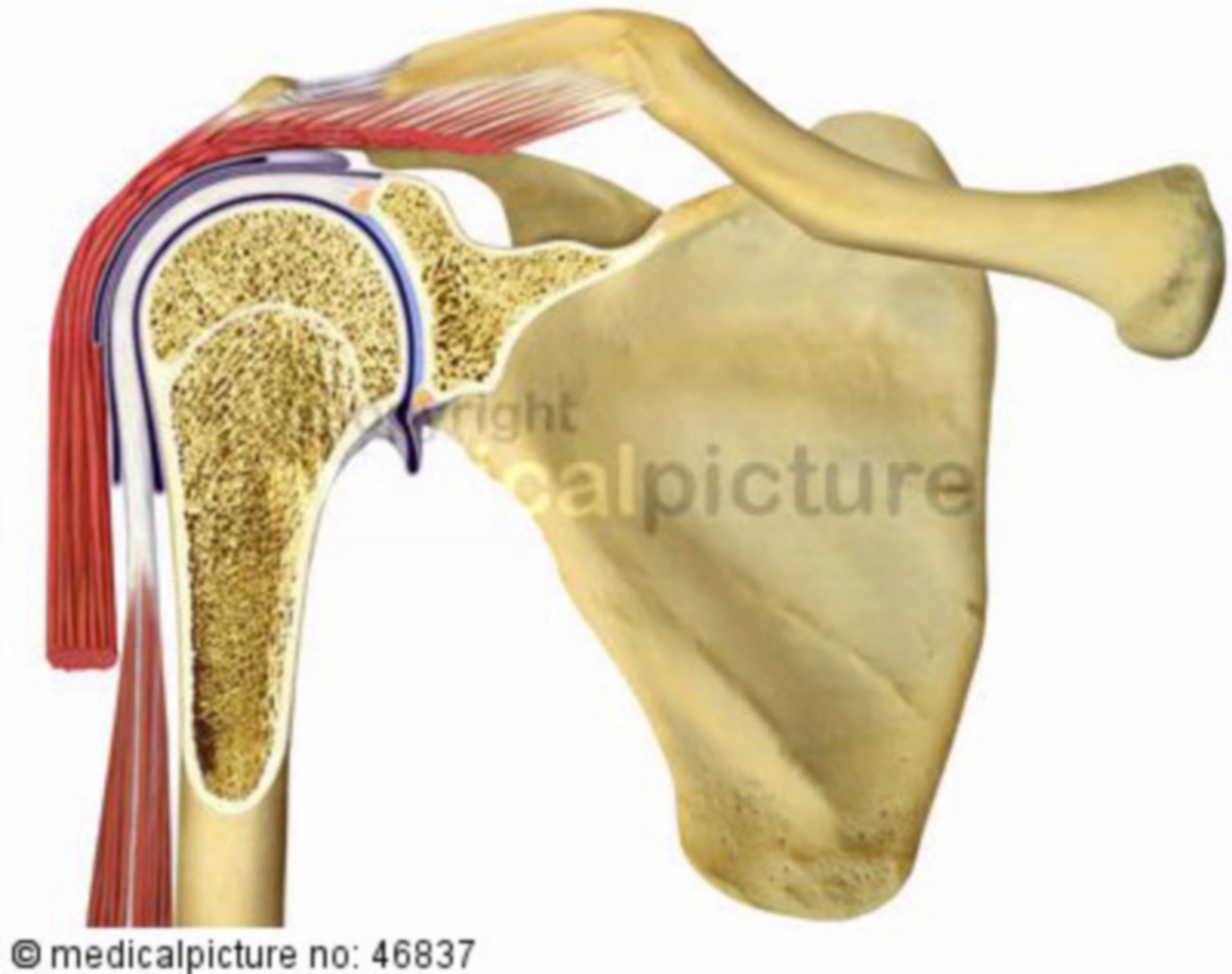 Shoulder joint, ventral view