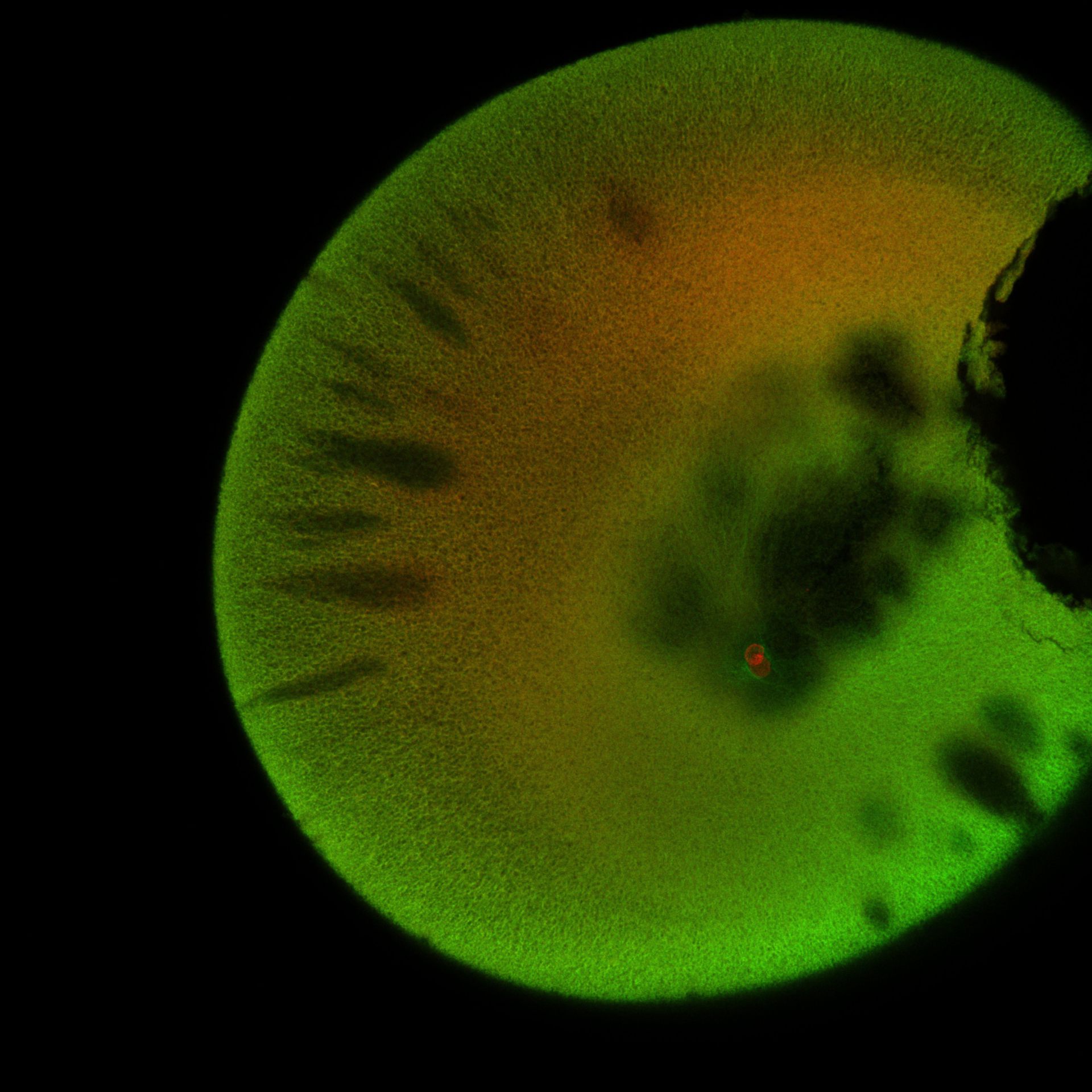 Xenopus laevis (DNA) - CIL:36532