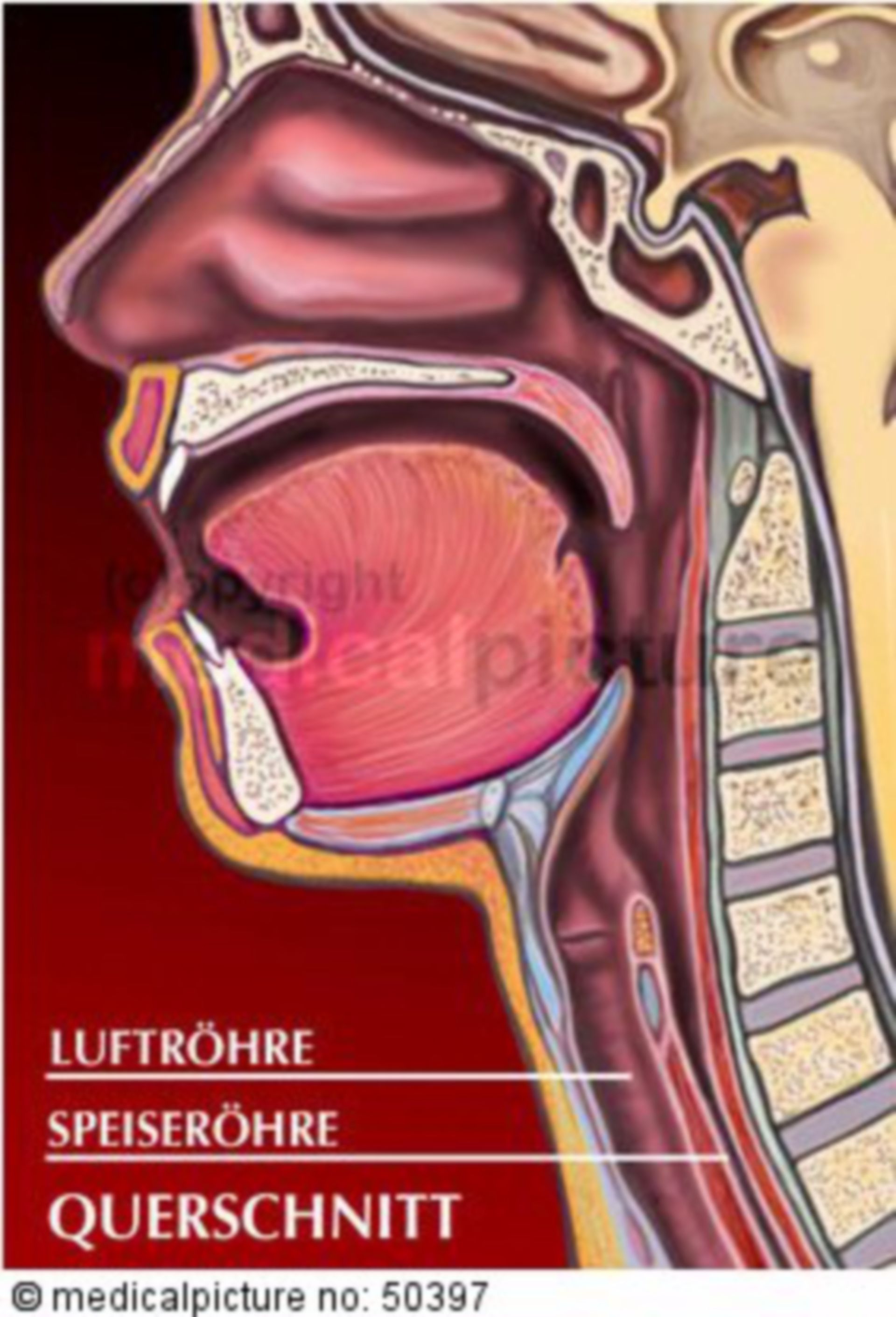 Mandibula - DocCheck Flexikon