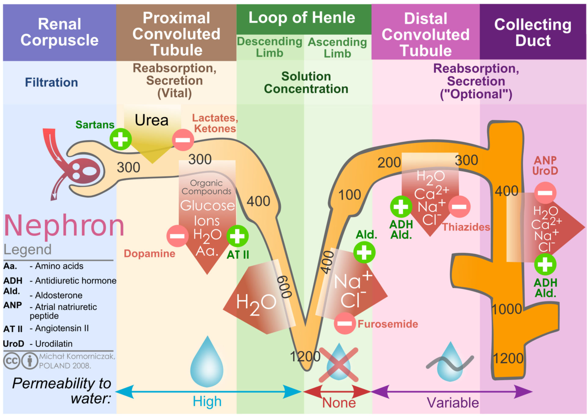 Kidney nephron molar transport diagram