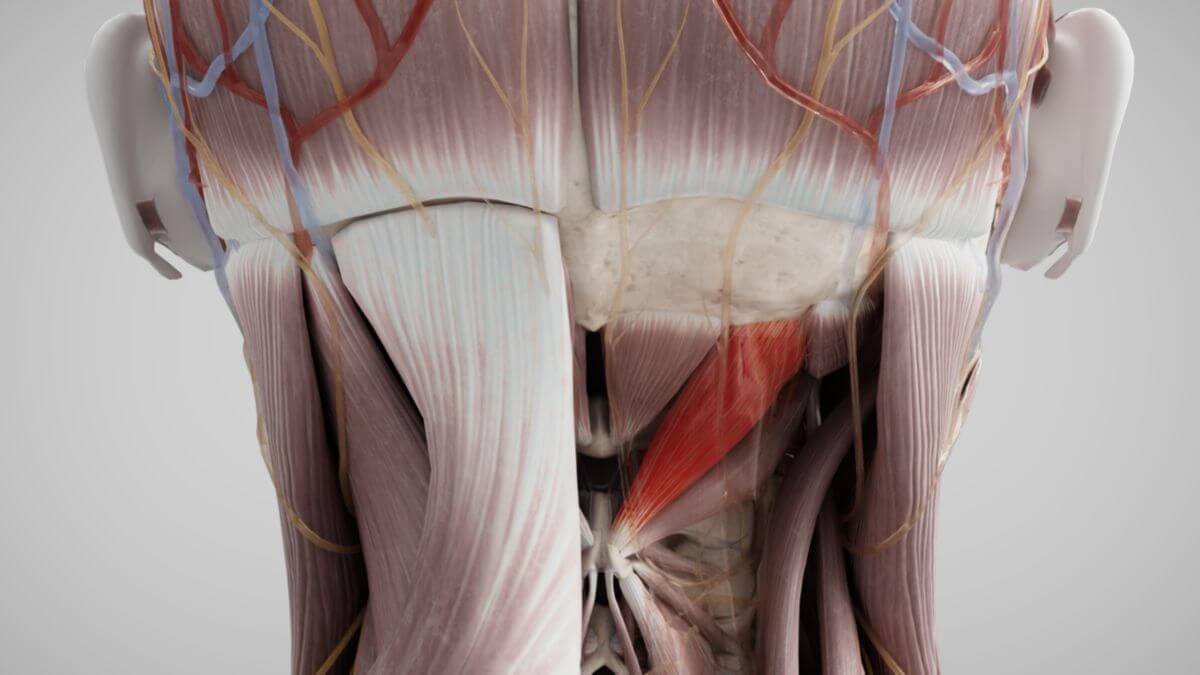 Musculus rectus capitis posterior major