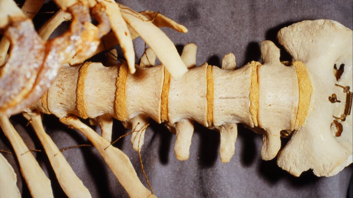 Anteriore Ansicht Lendenwirbelsäule