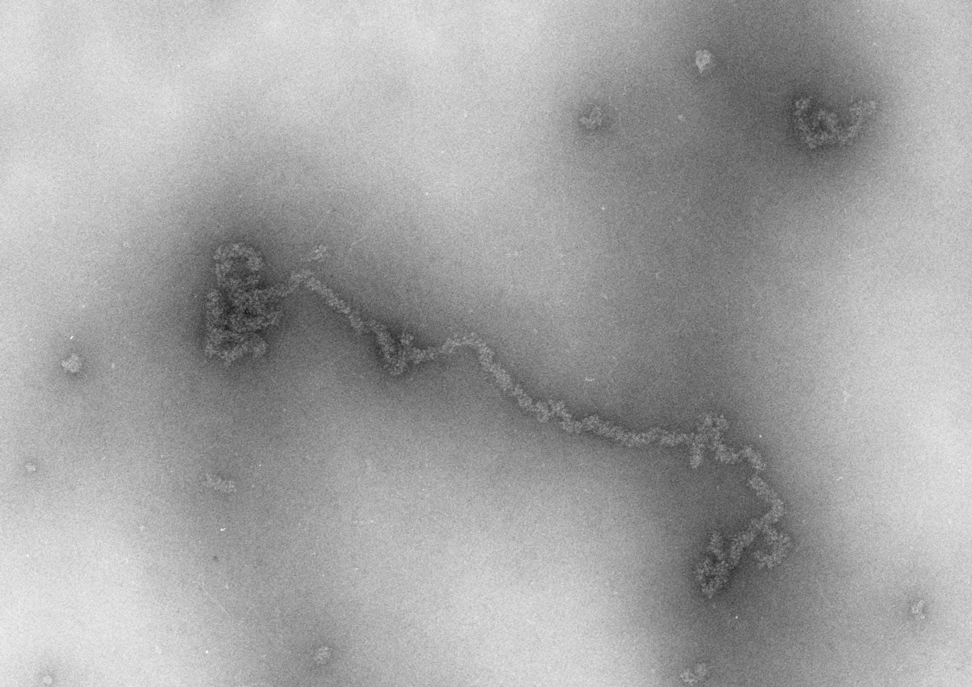 Necturus maculosus (Nucleate erythrocyte) - CIL:706