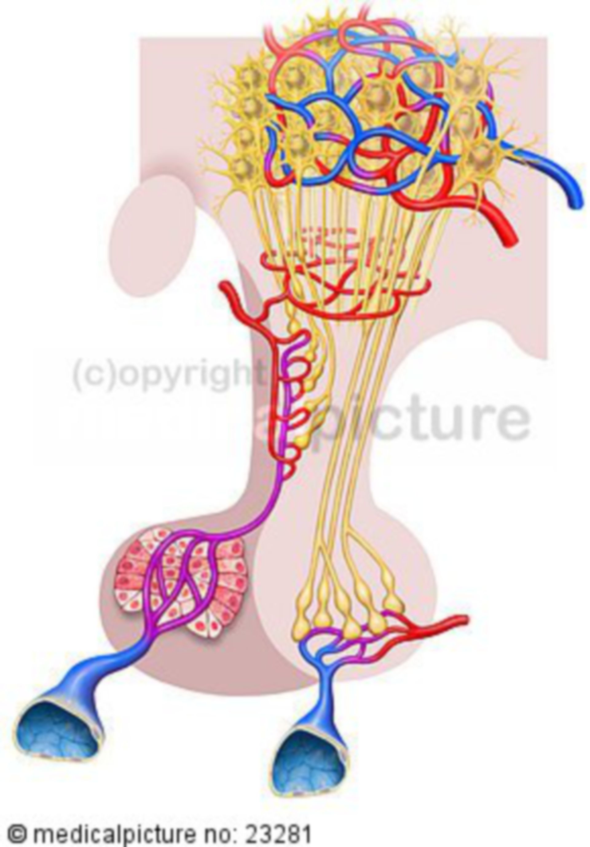 Hypothalamus und Hypophyse