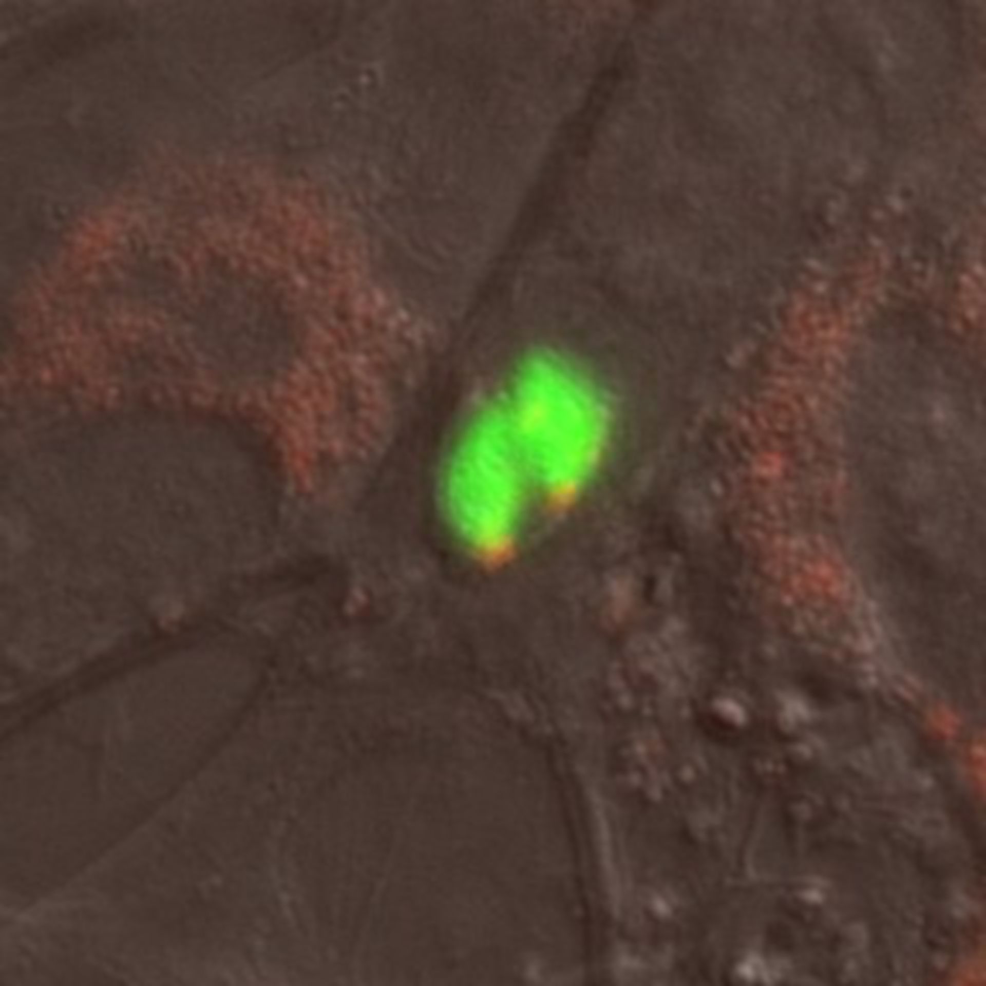 Toxoplasma gondii RH (Microtubule organizing center) - CIL:10460