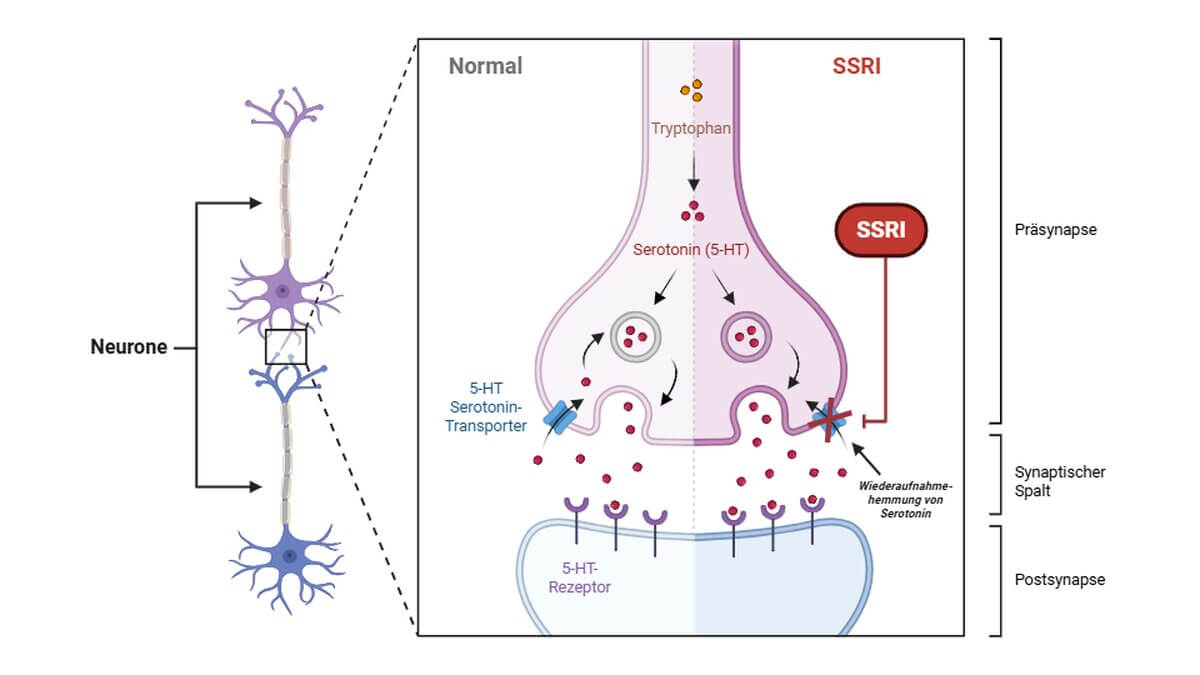 SSRI Wirkweise