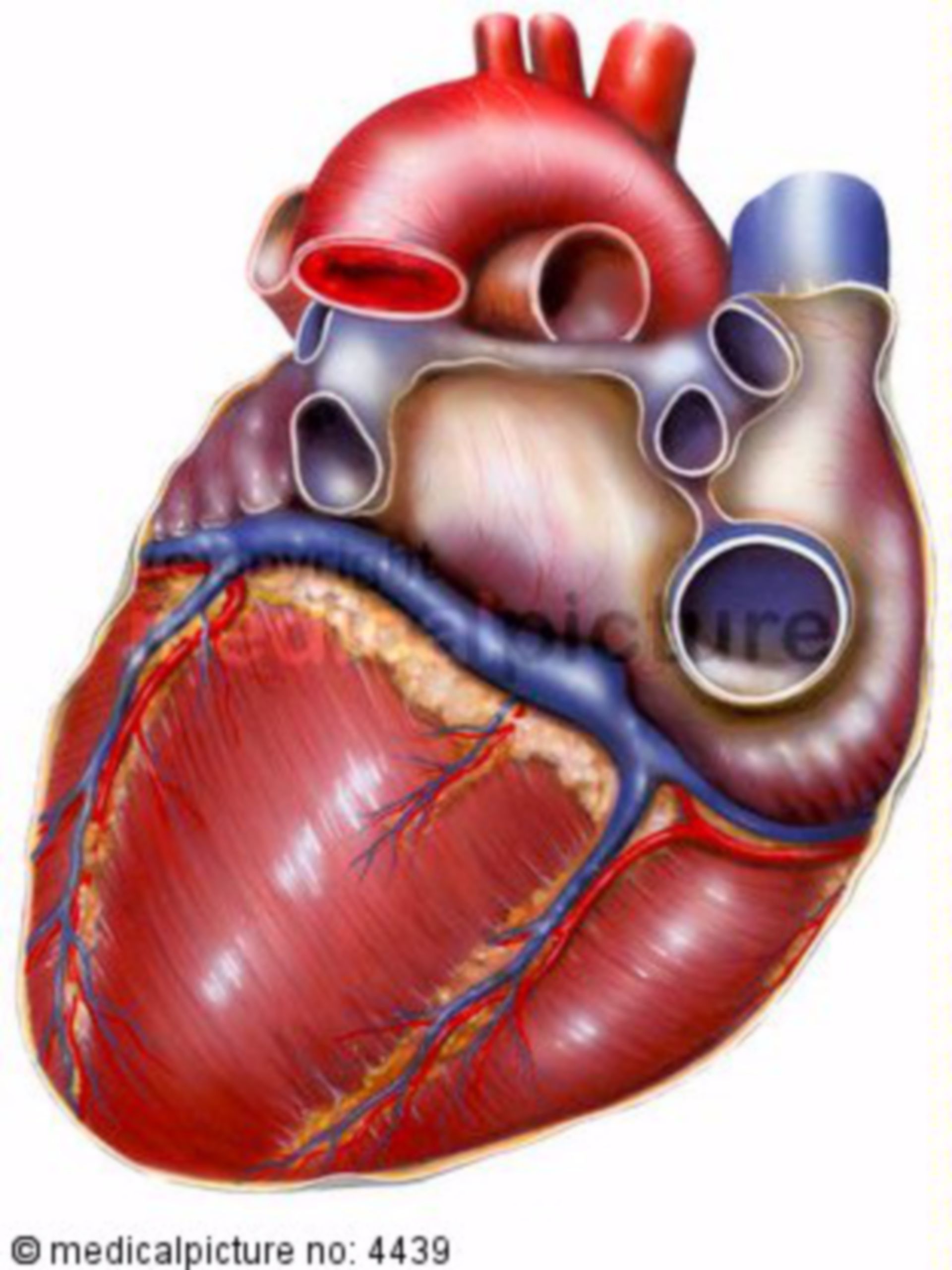 Herz, anatomischer Aufbau