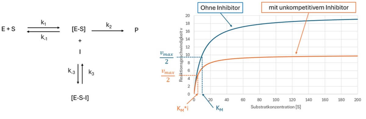unkompetitive Hemmung