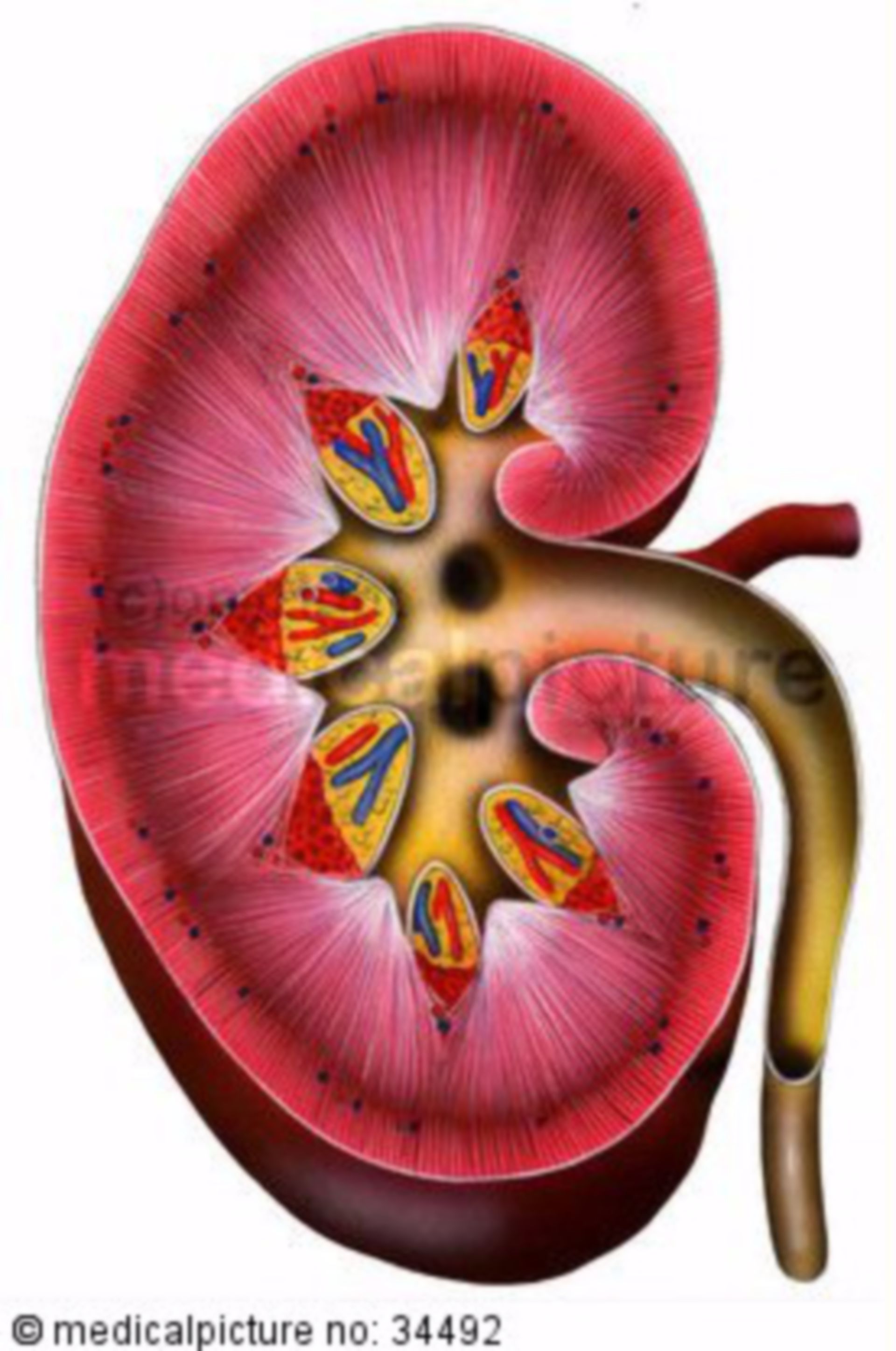 Kidney in cross-section
