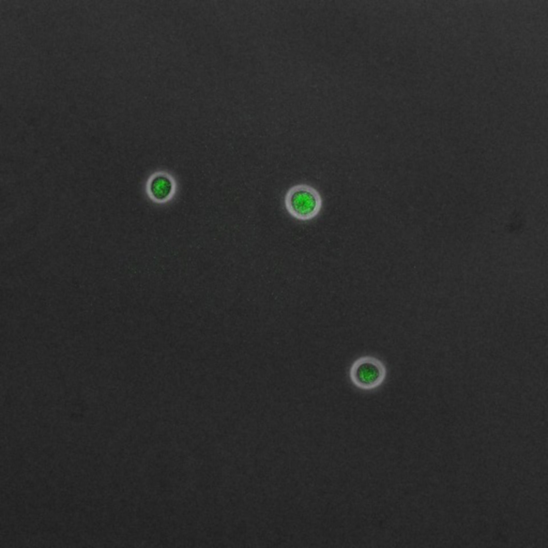 Saccharomyces cerevisiae (DNA replication preinitiation complex) - CIL:35666