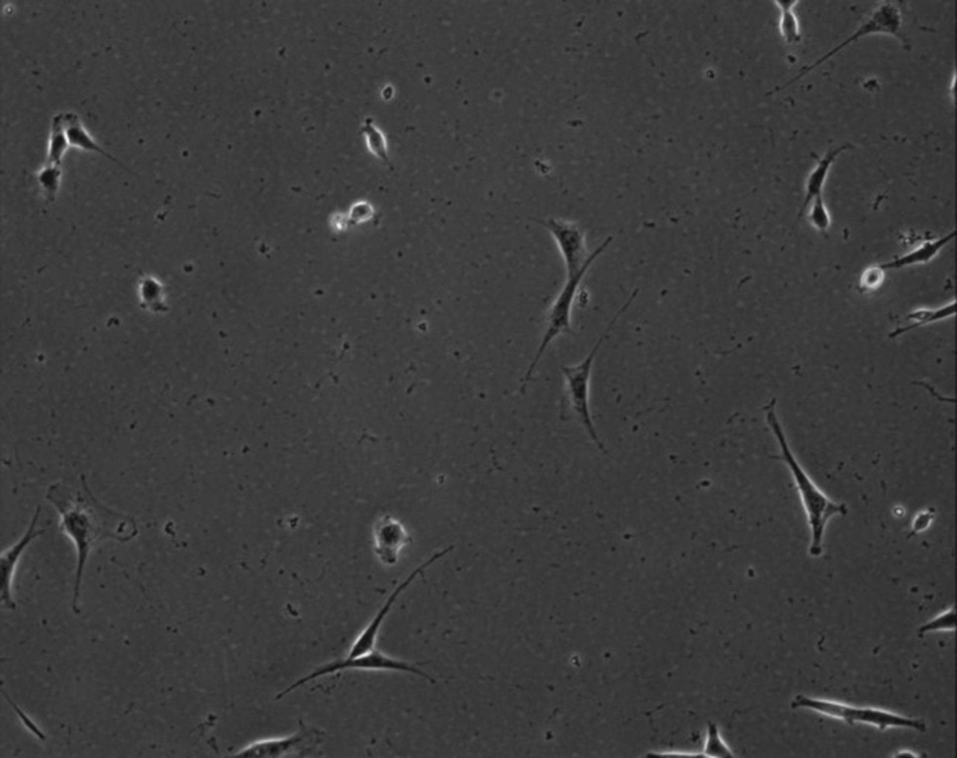 Mus musculus (Extracellular matrix part) - CIL:8845