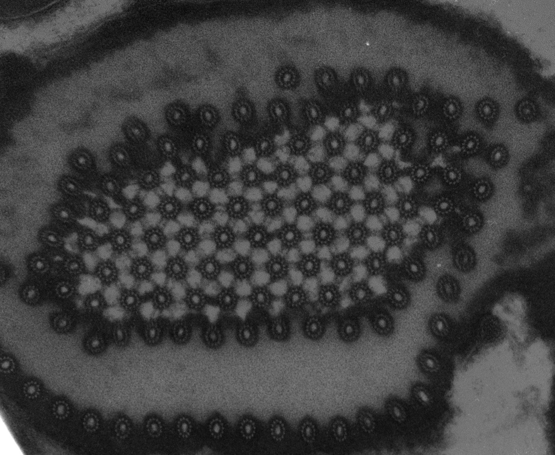 Peranema trichophorum (Interphase microtubule organizing center) - CIL:14483