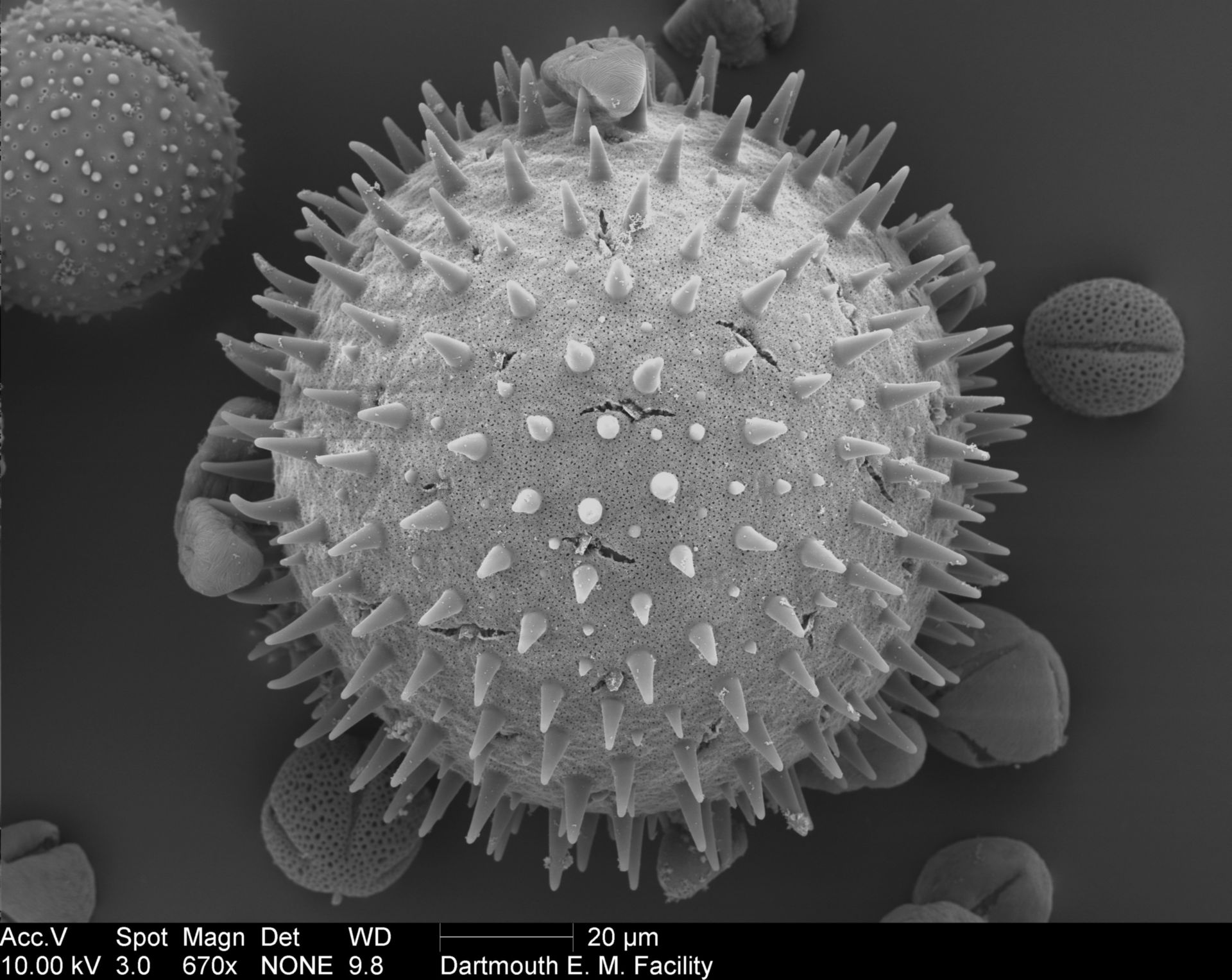 Malva alcea (Pollen wall) - CIL:40344
