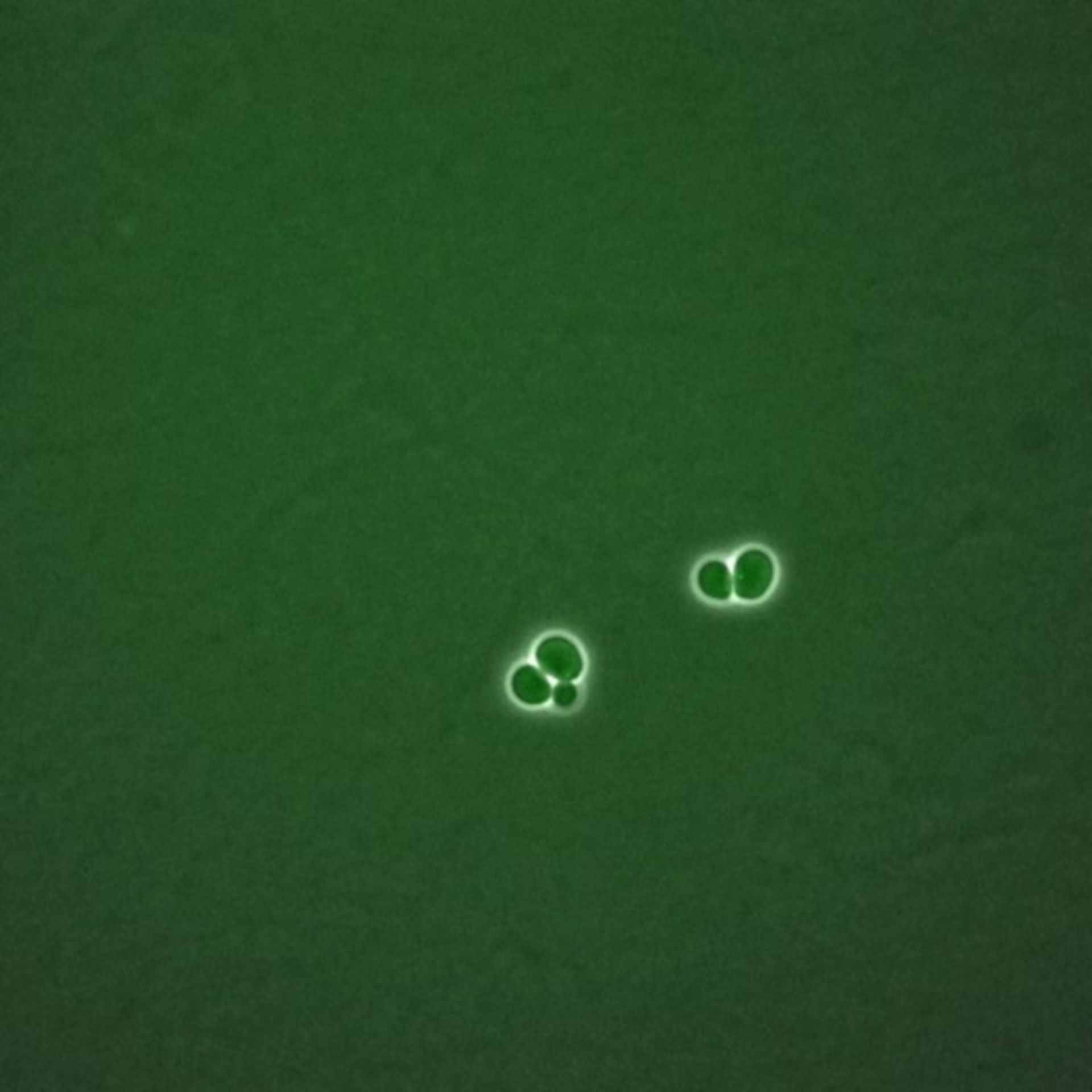 Saccharomyces cerevisiae (BUB2 protein) - CIL:35730