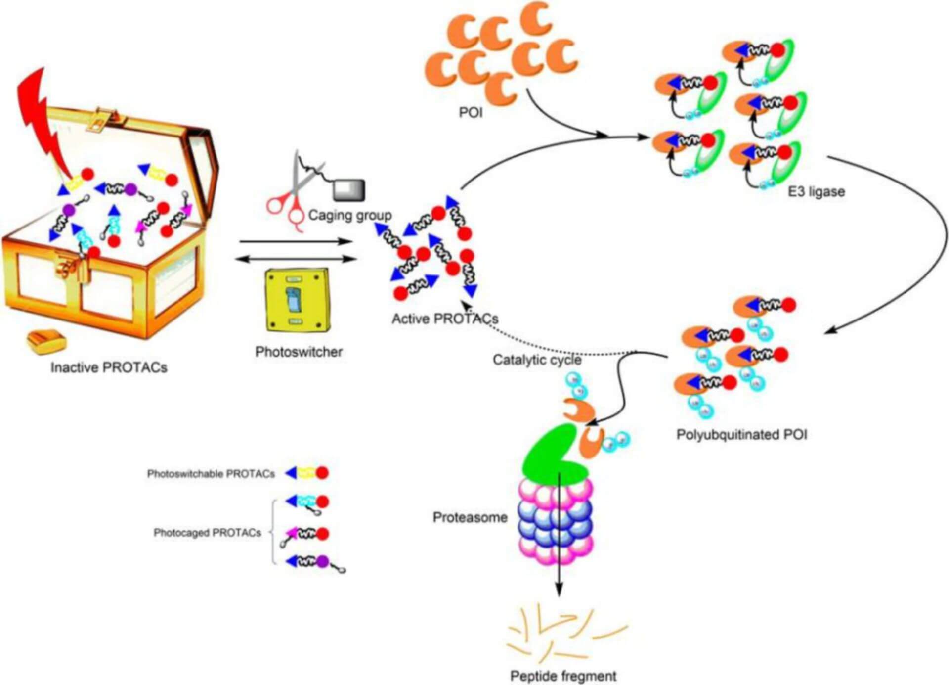 Light-Controllable PROTAC Technology Development