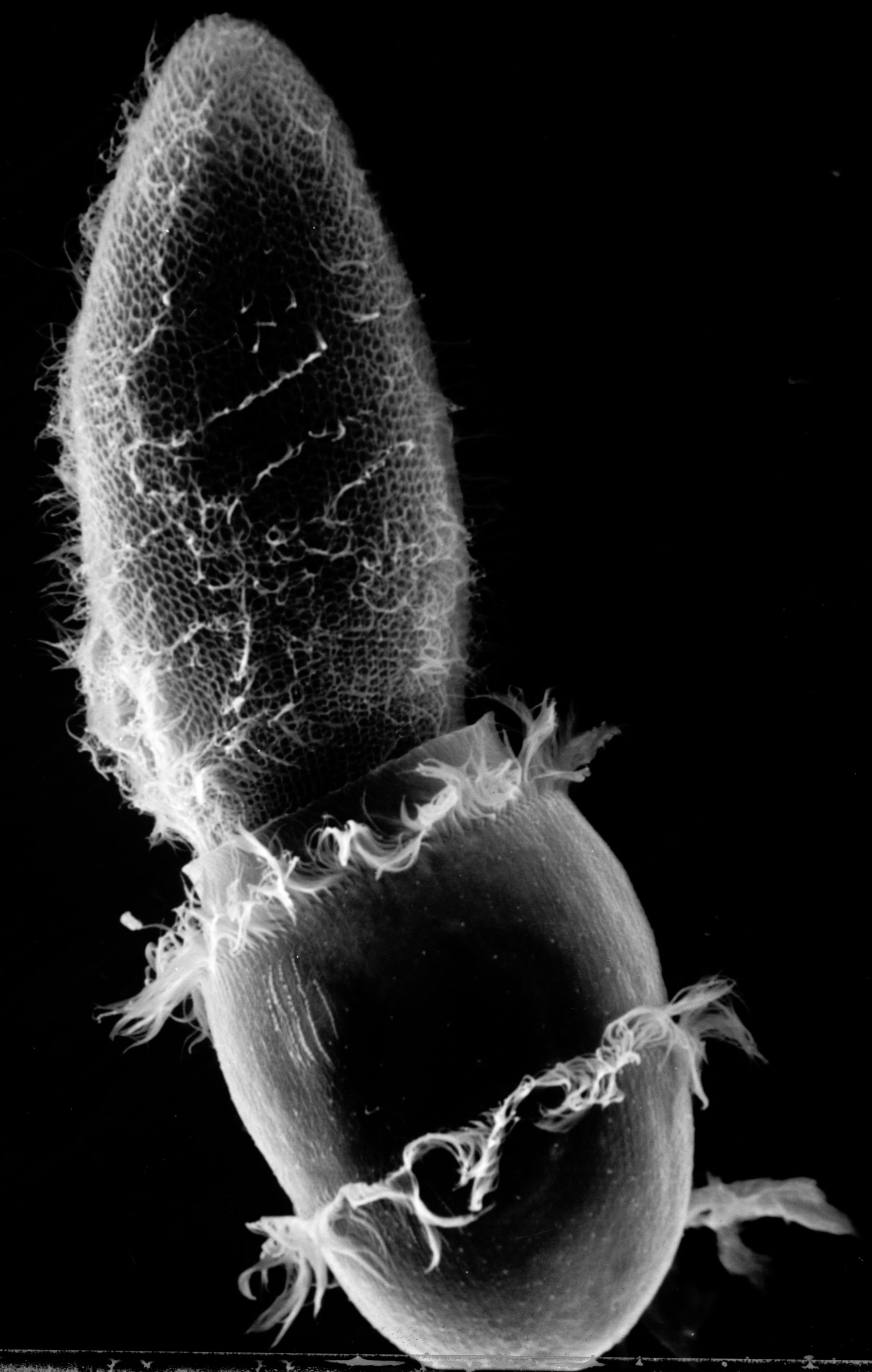 Paramecium sp. (Cell surface) - CIL:17891