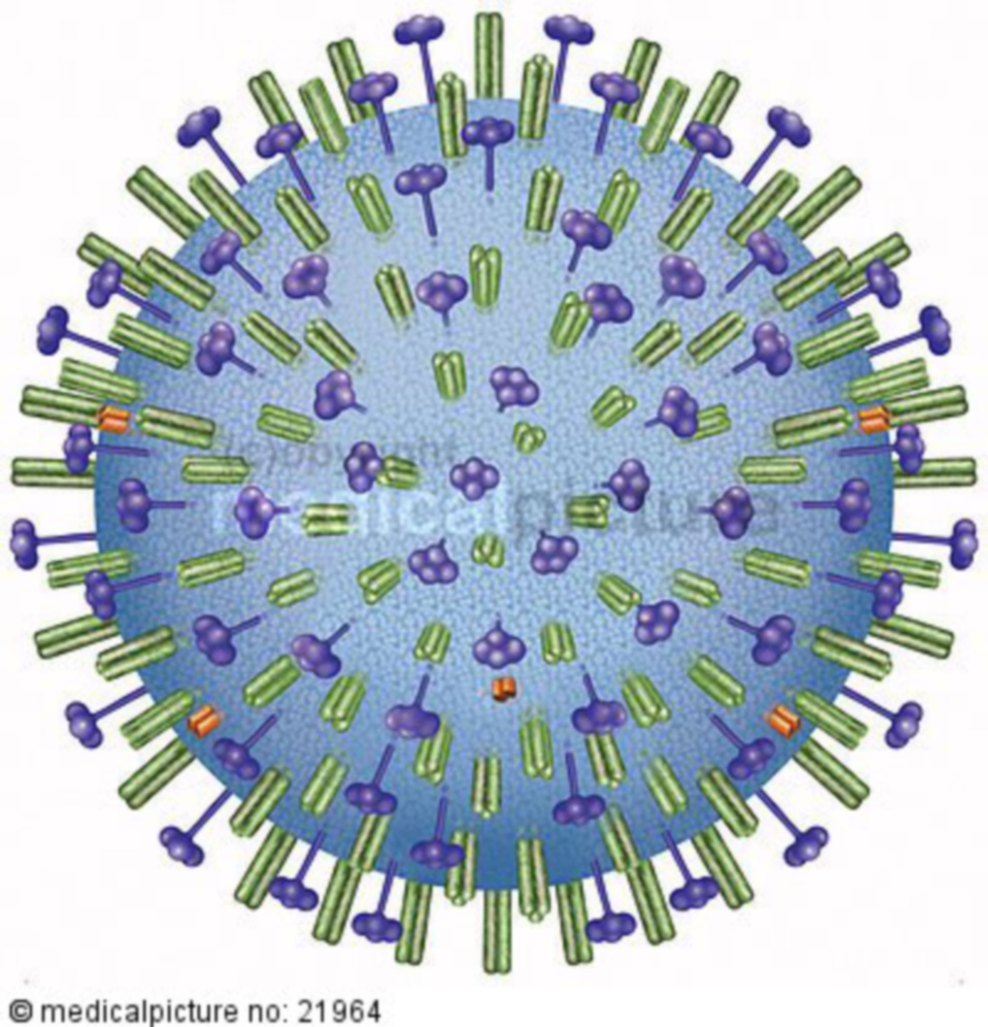  Grippevirus, Influenzavirus 
