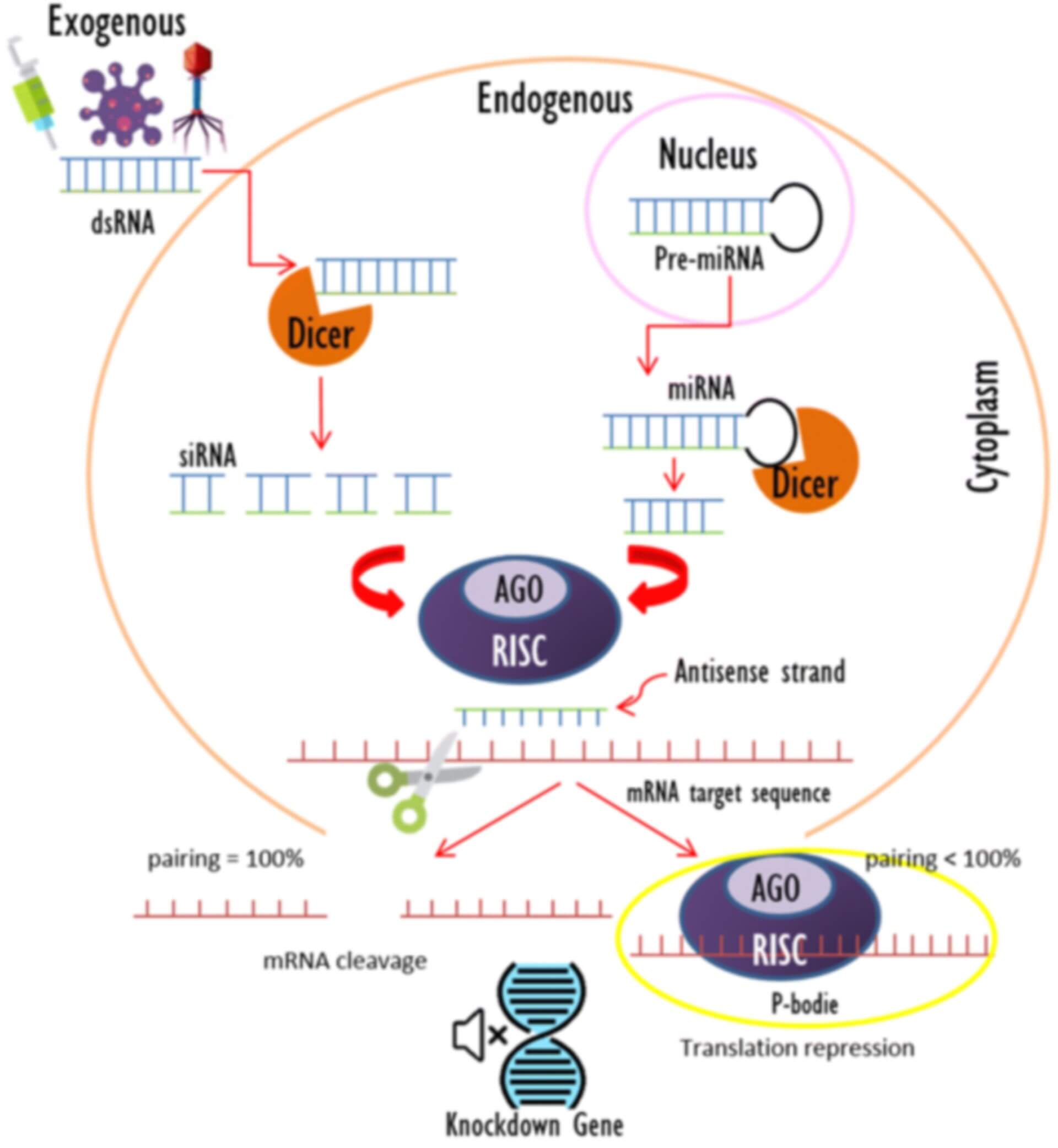 Mechanism of RNA interference