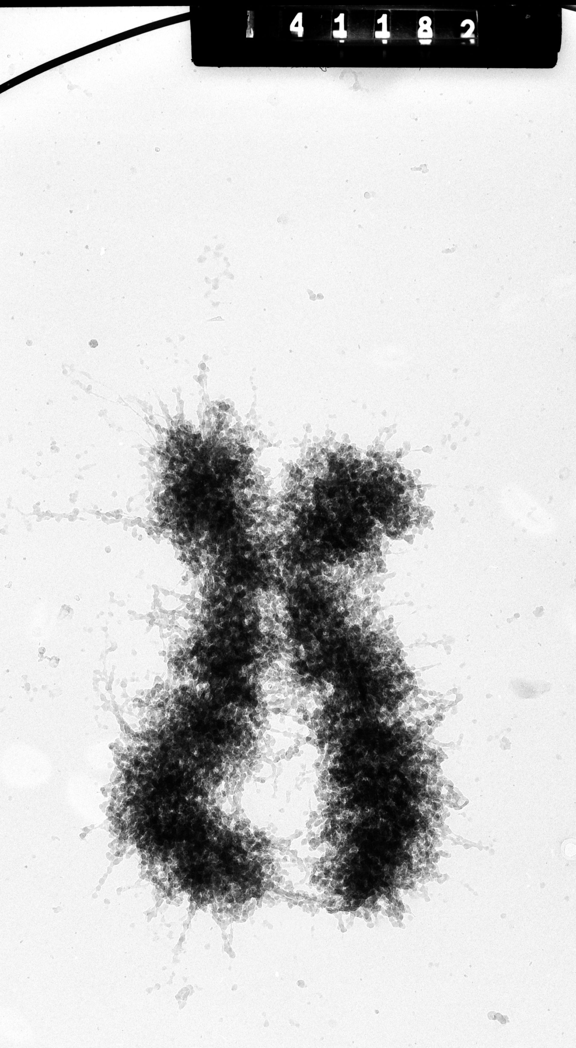 Homo sapiens (Condensed chromosome) - CIL:35371