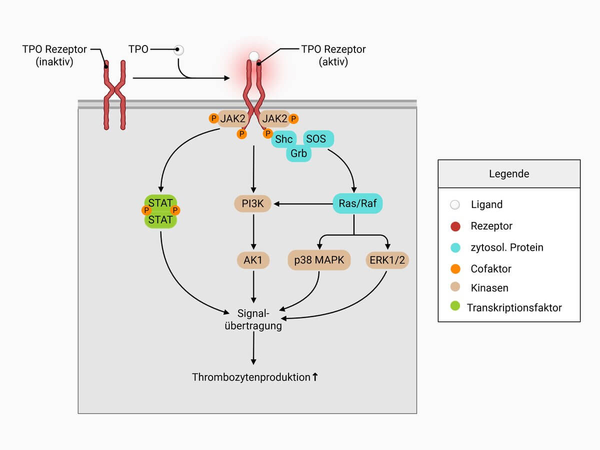 Thrombopoietin (TPO) Signalweg