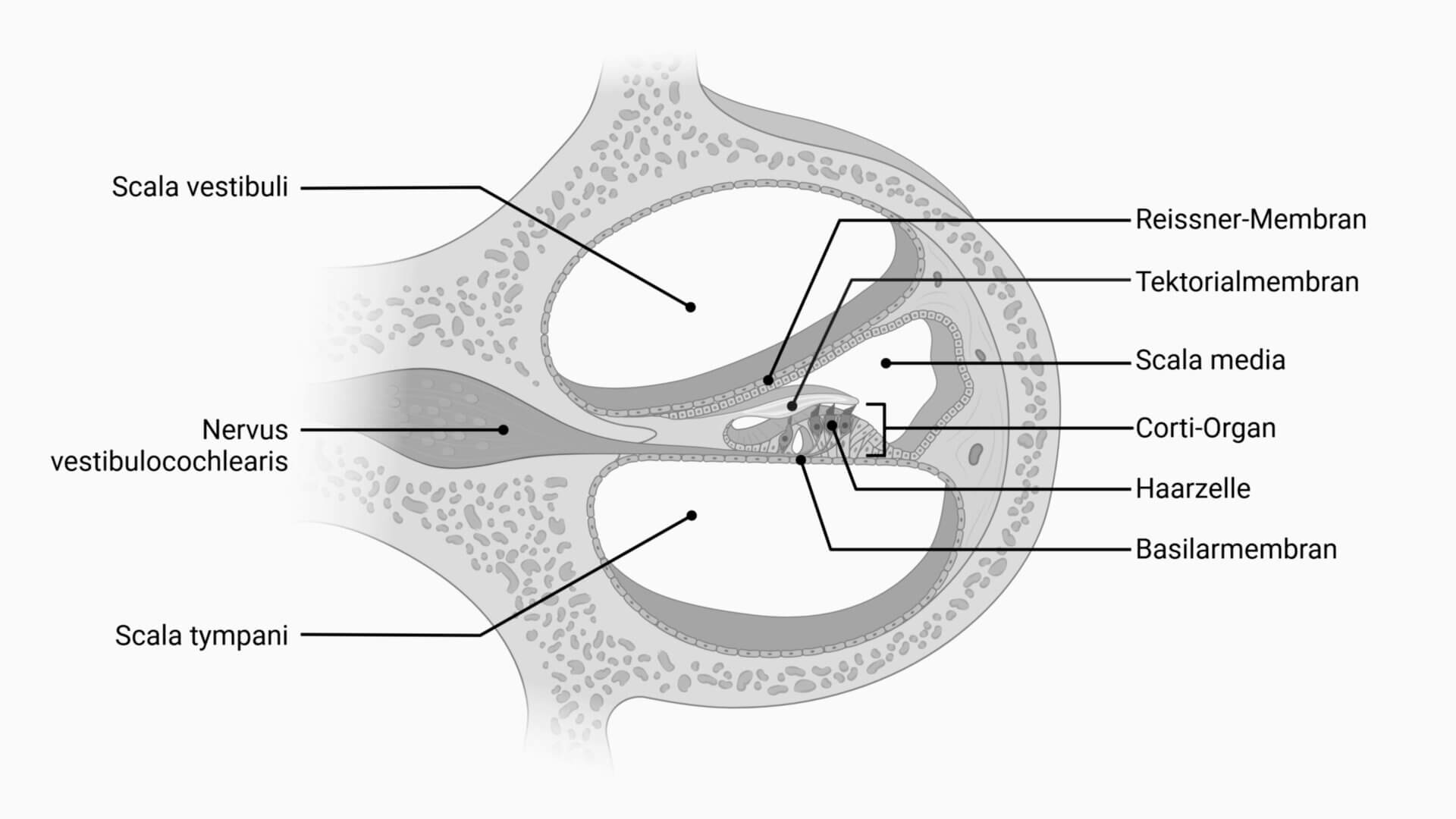 Anatomie der Cochlea