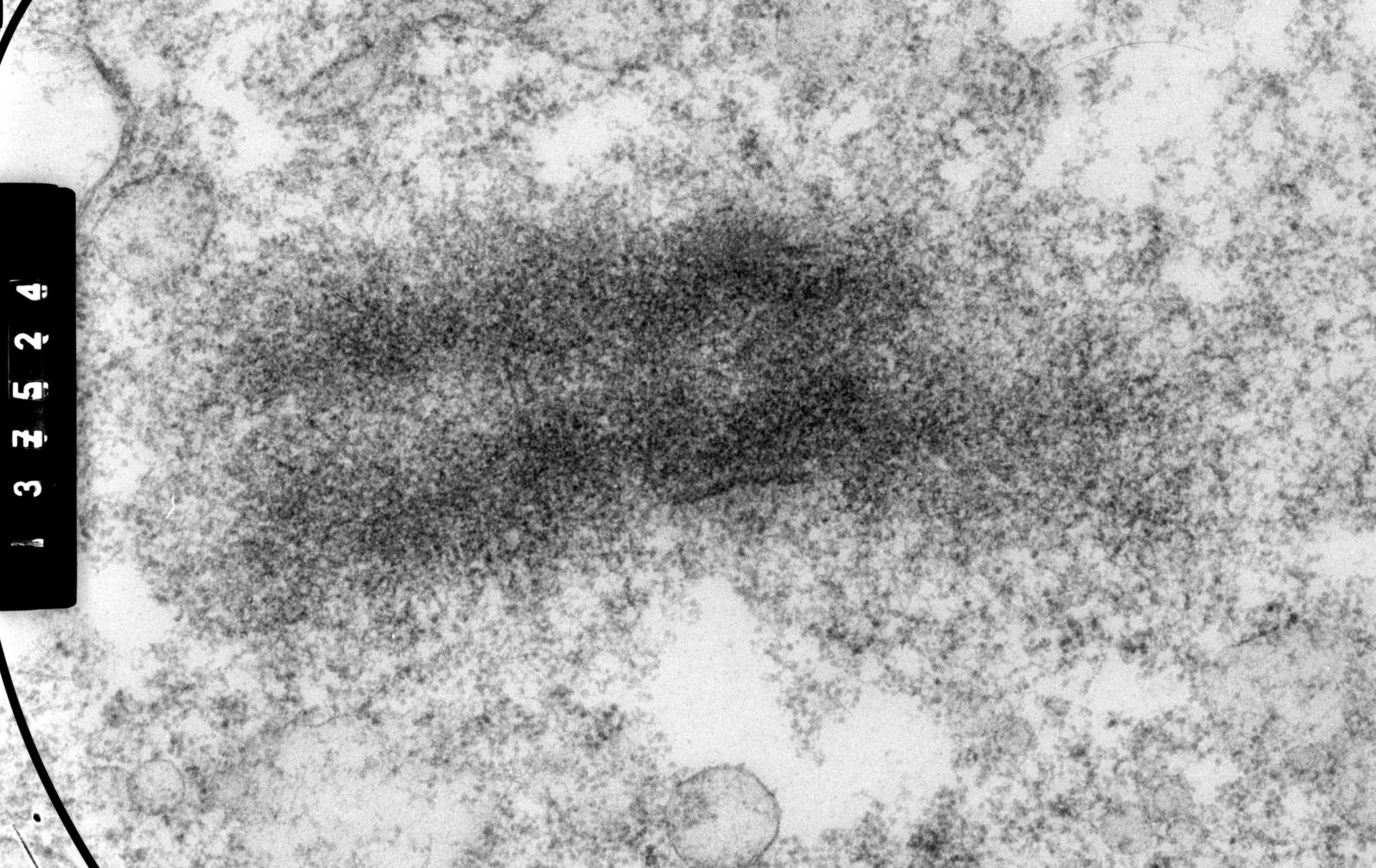 Cricetulus griseus (Nuclear chromosome) - CIL:35559