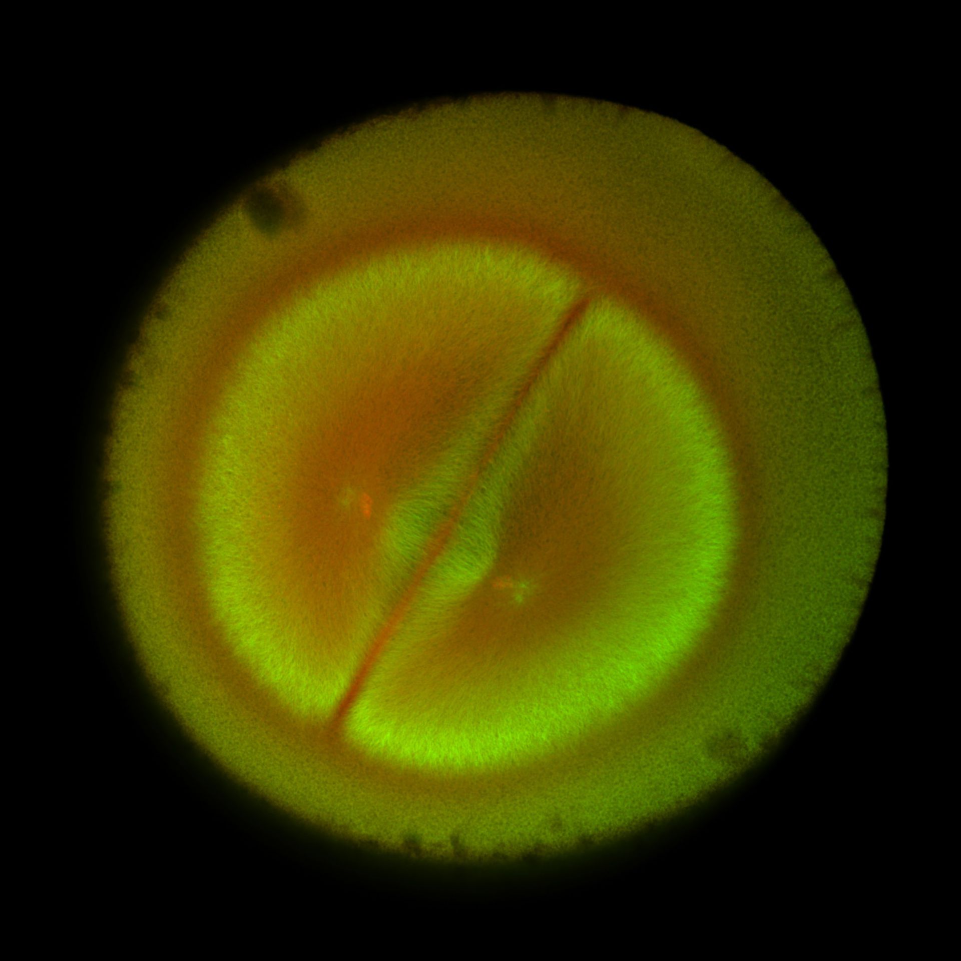 Xenopus laevis (DNA) - CIL:36586