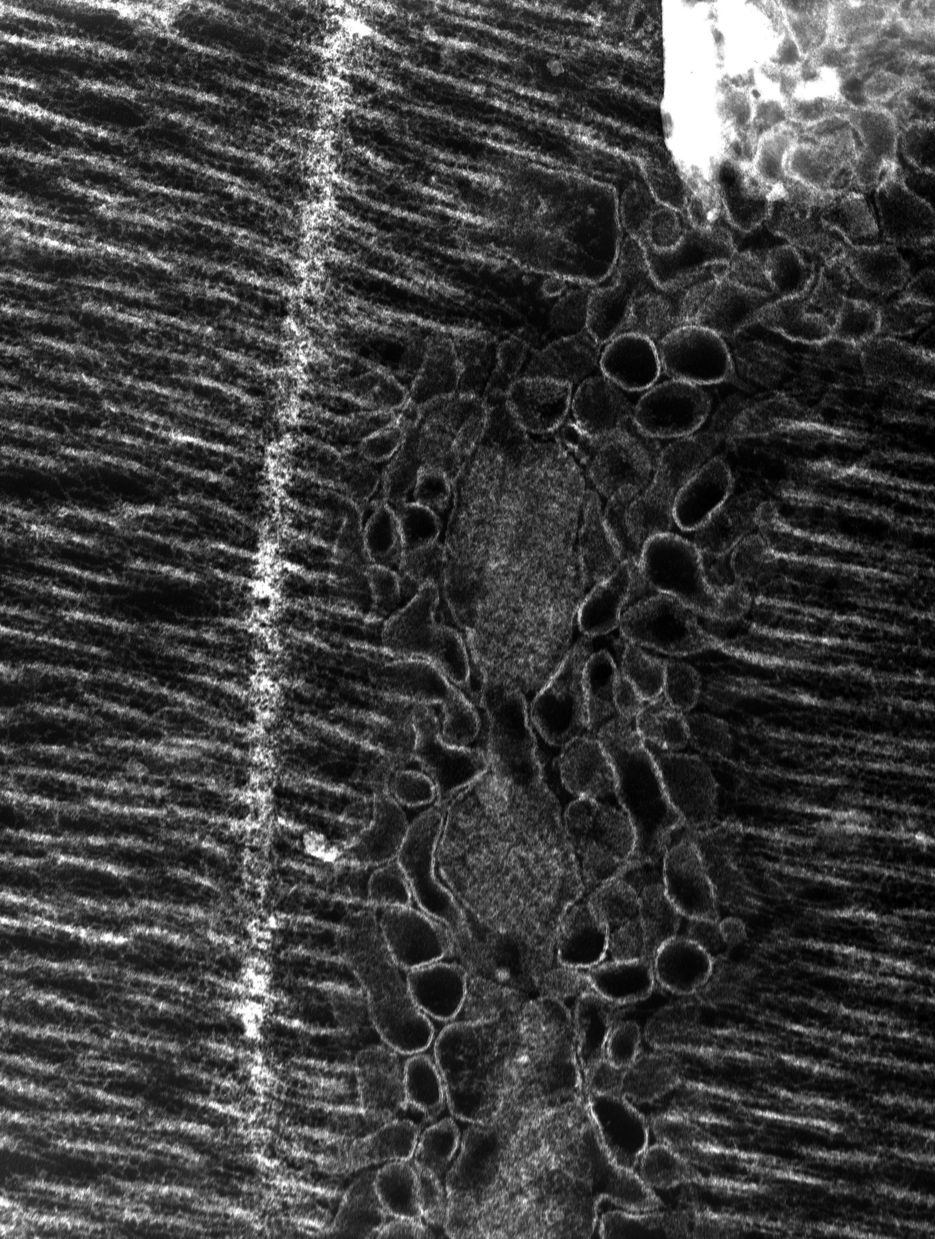 Damselfly (T-tubule) - CIL:36153
