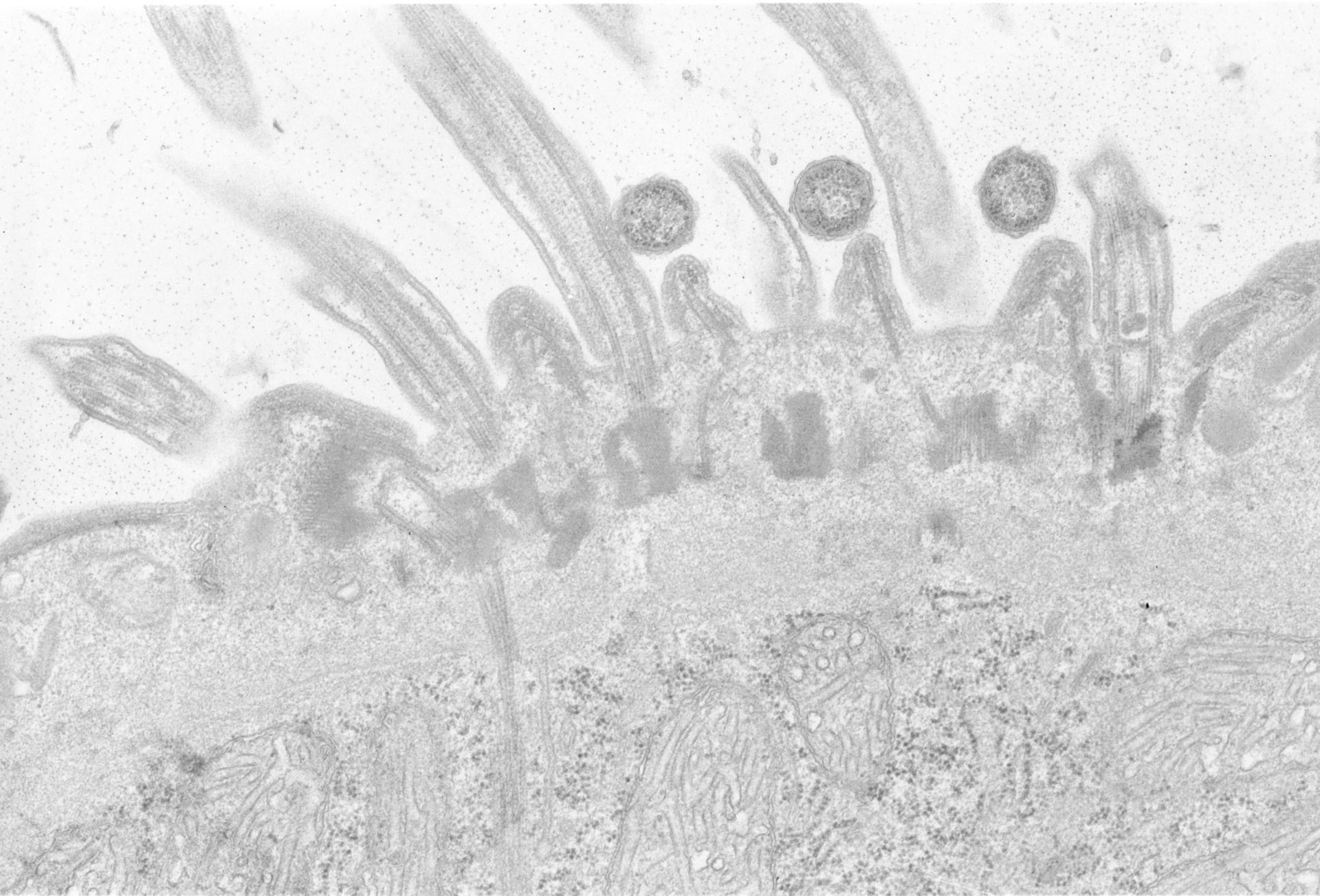 Didinium nasutum (Mitochondrion) - CIL:4661