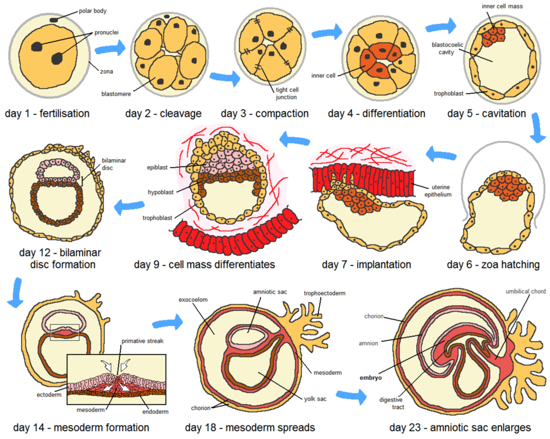 Menschliche Embryogenese (Schema)