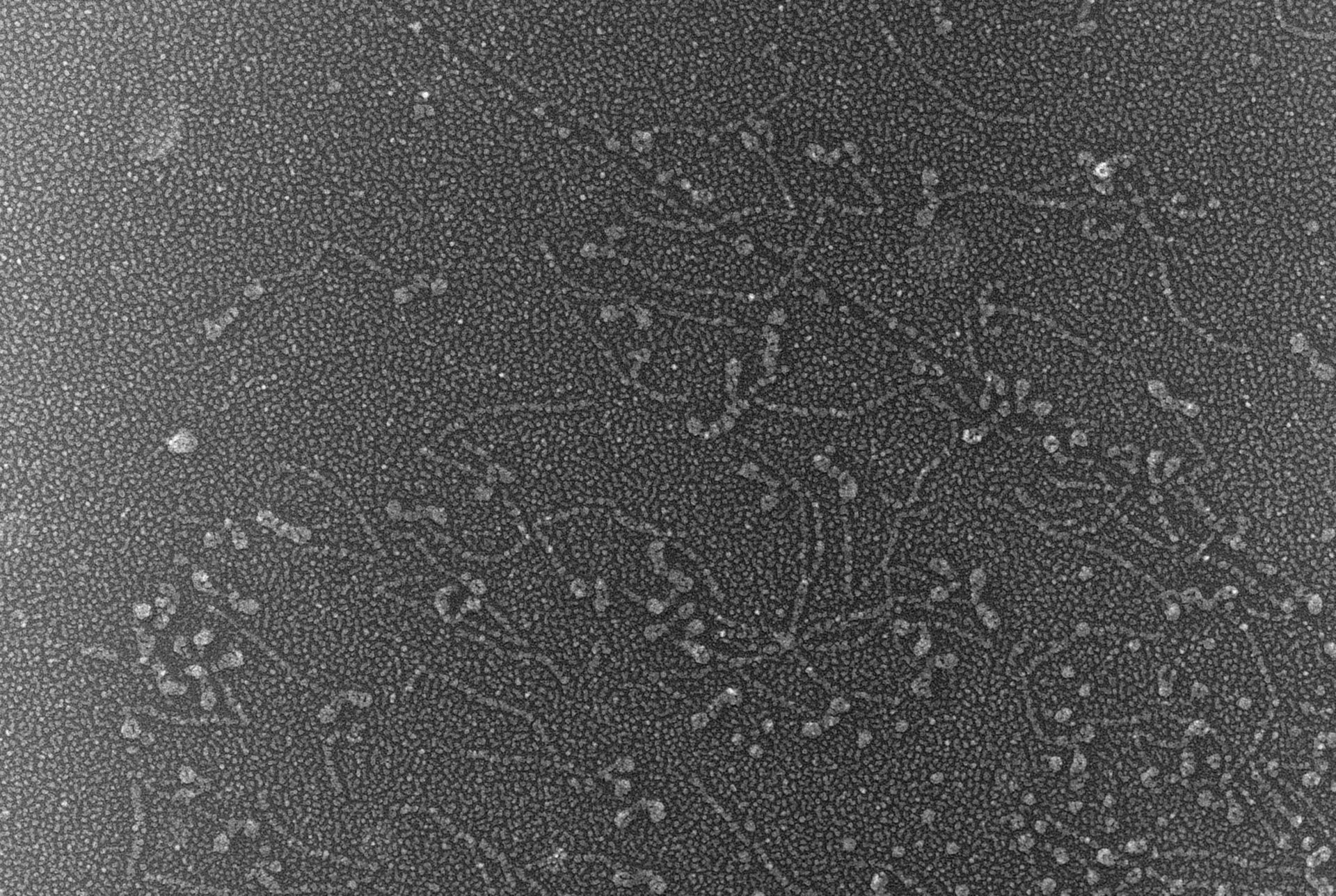 Oryctolagus cuniculus (Skeletal muscle cell) - CIL:4655