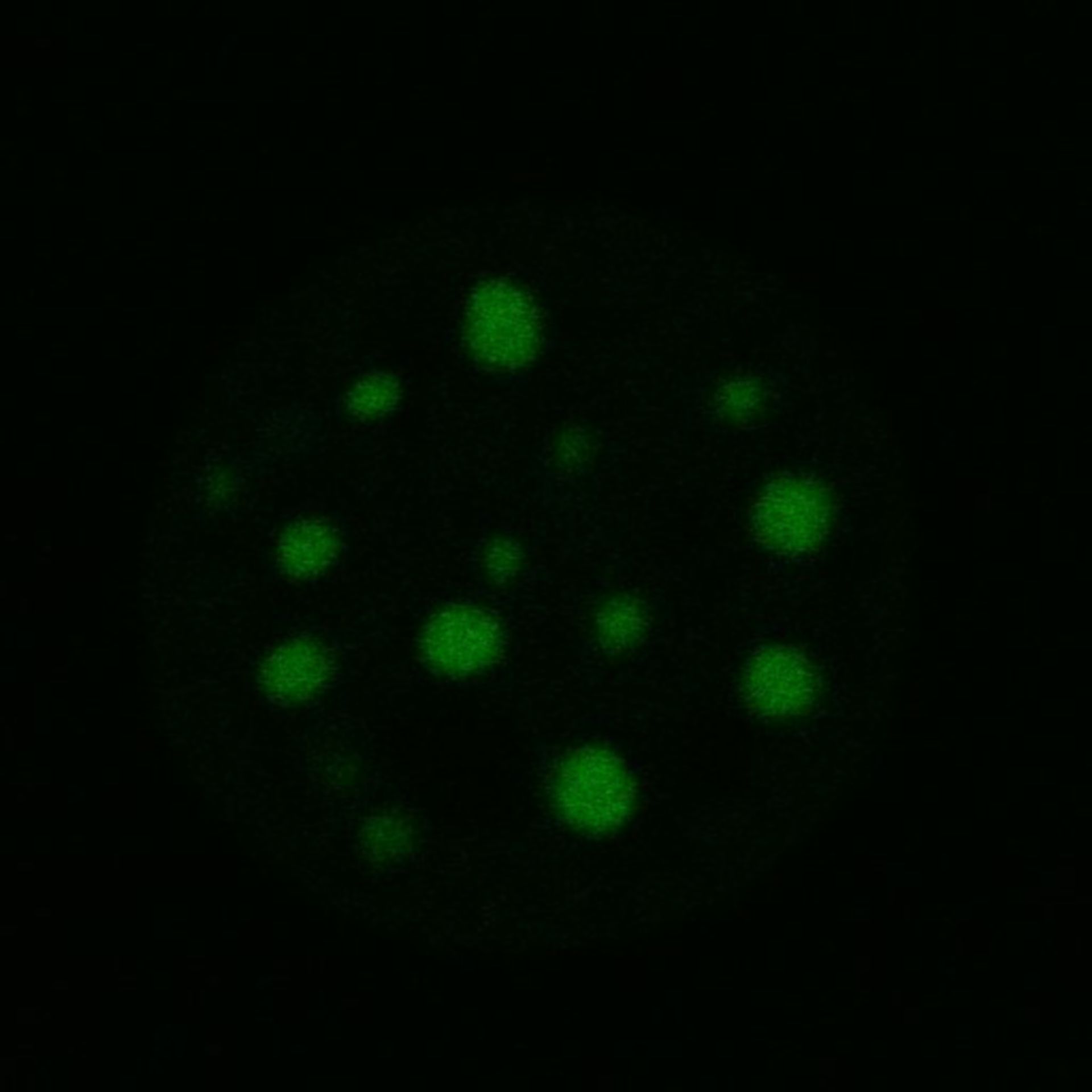 Mus musculus (Nuclear chromatin) - CIL:8040