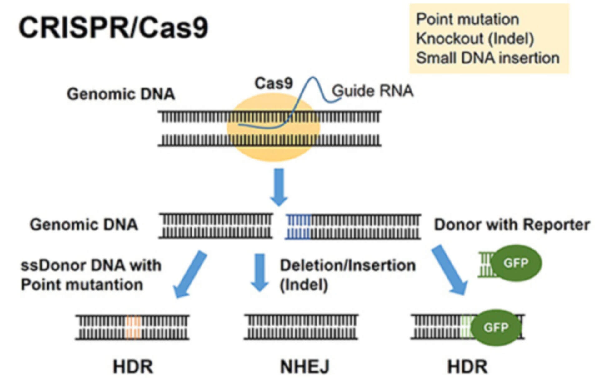 Stable Knock-in Cell Line Generation