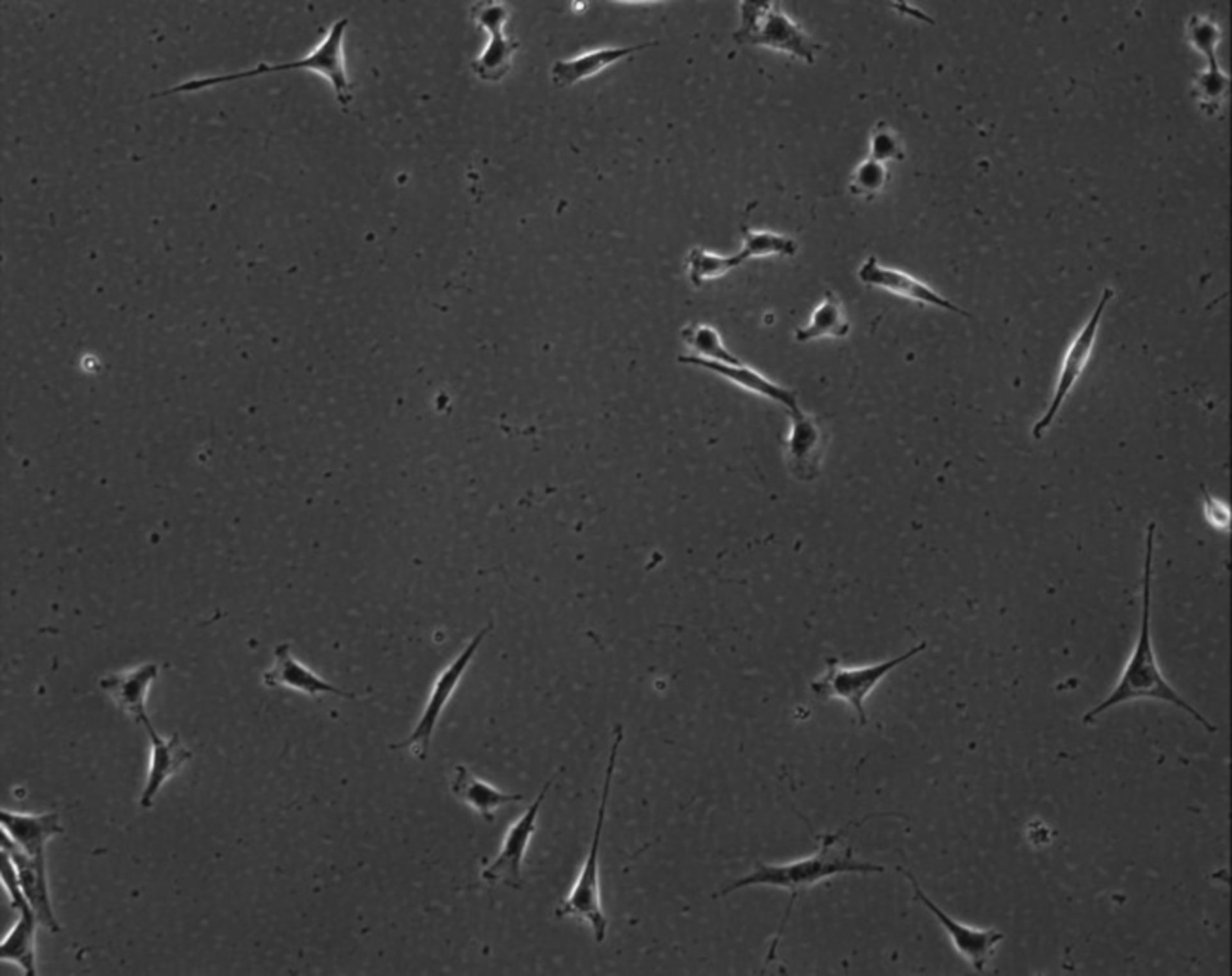 Mus musculus (Extracellular matrix part) - CIL:8989