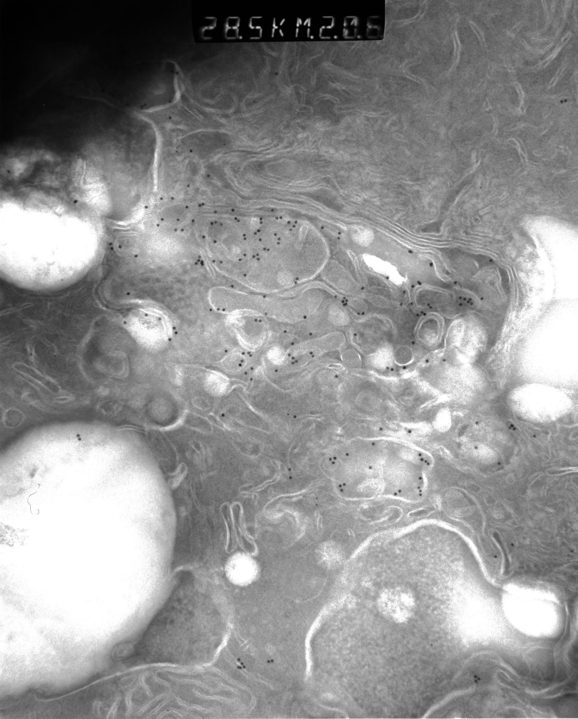 Rattus rattus (Mitochondrion) - CIL:38668