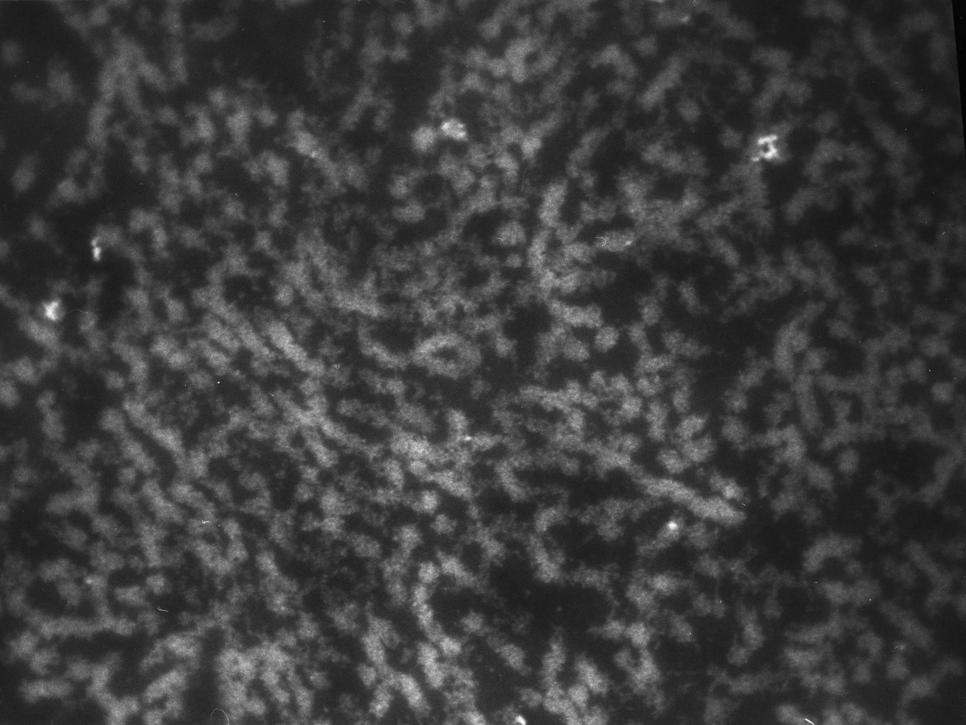 Patiria miniata (Nuclear chromatin) - CIL:759