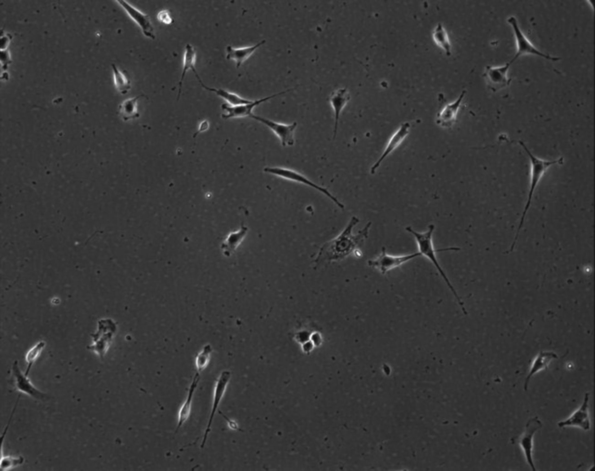 Mus musculus (Extracellular matrix part) - CIL:9010