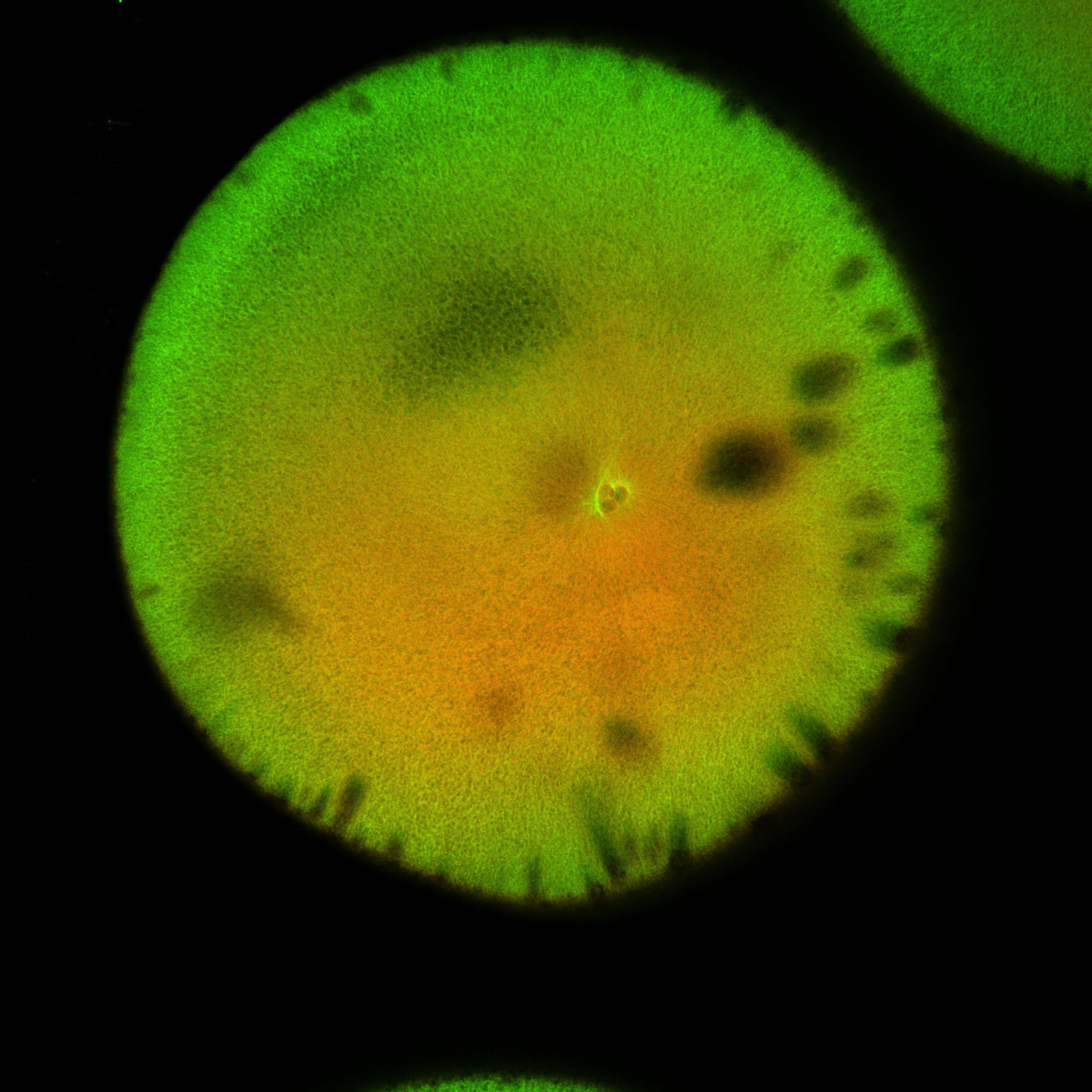 Xenopus laevis (DNA) - CIL:36520