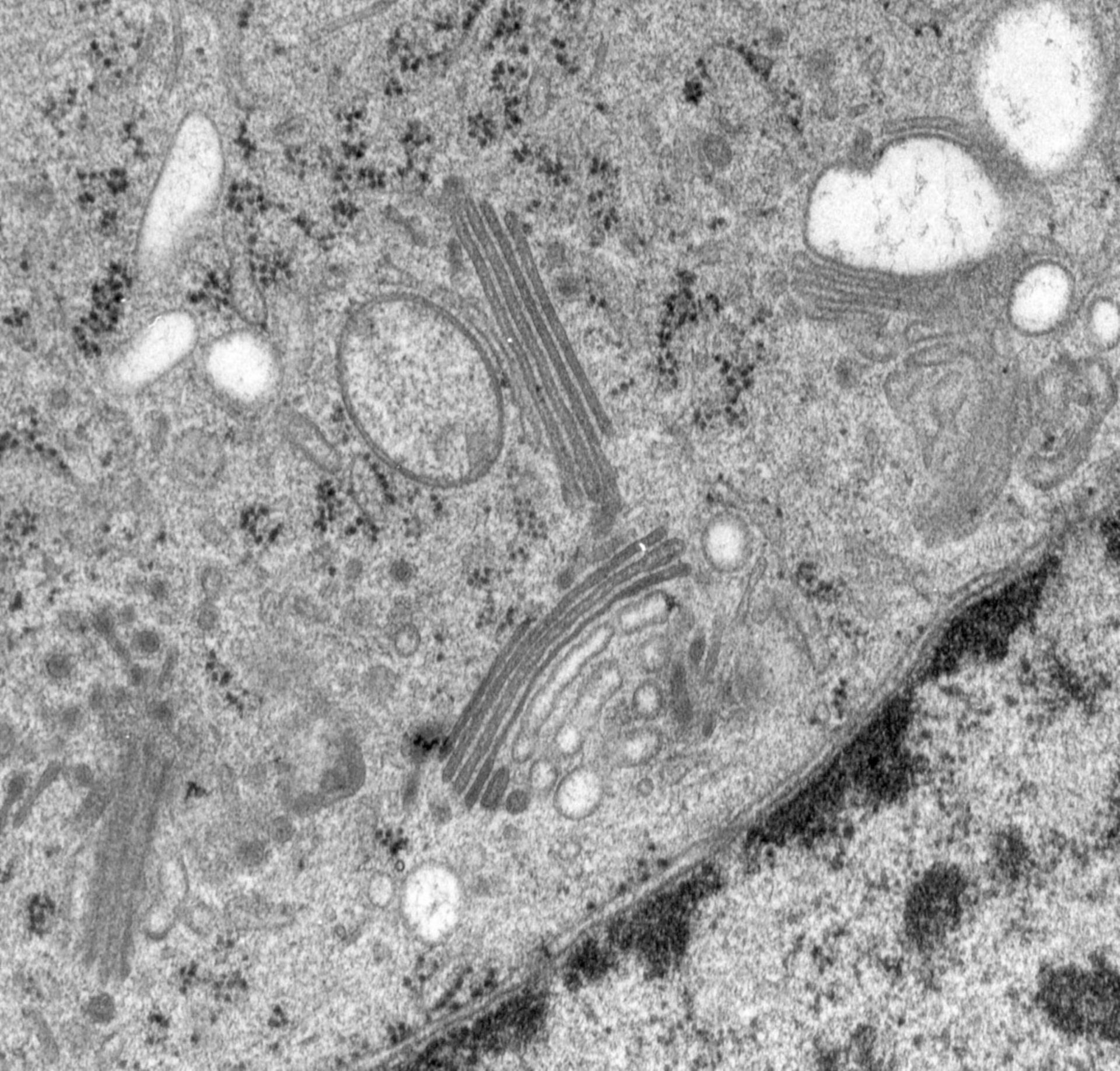 Rattus norvegicus (Golgi cisterna) - CIL:24772