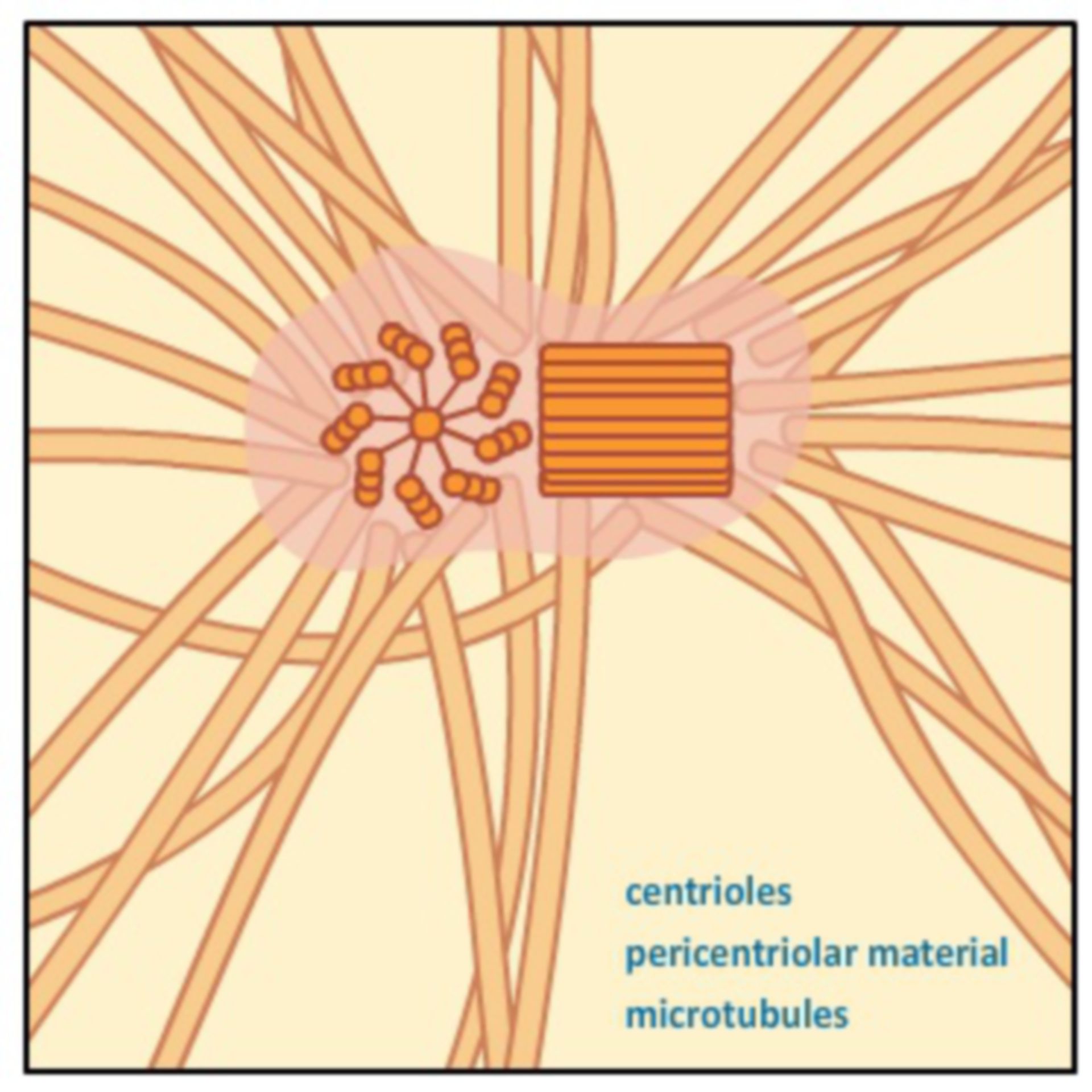 1 Microtubule Organizing Centers