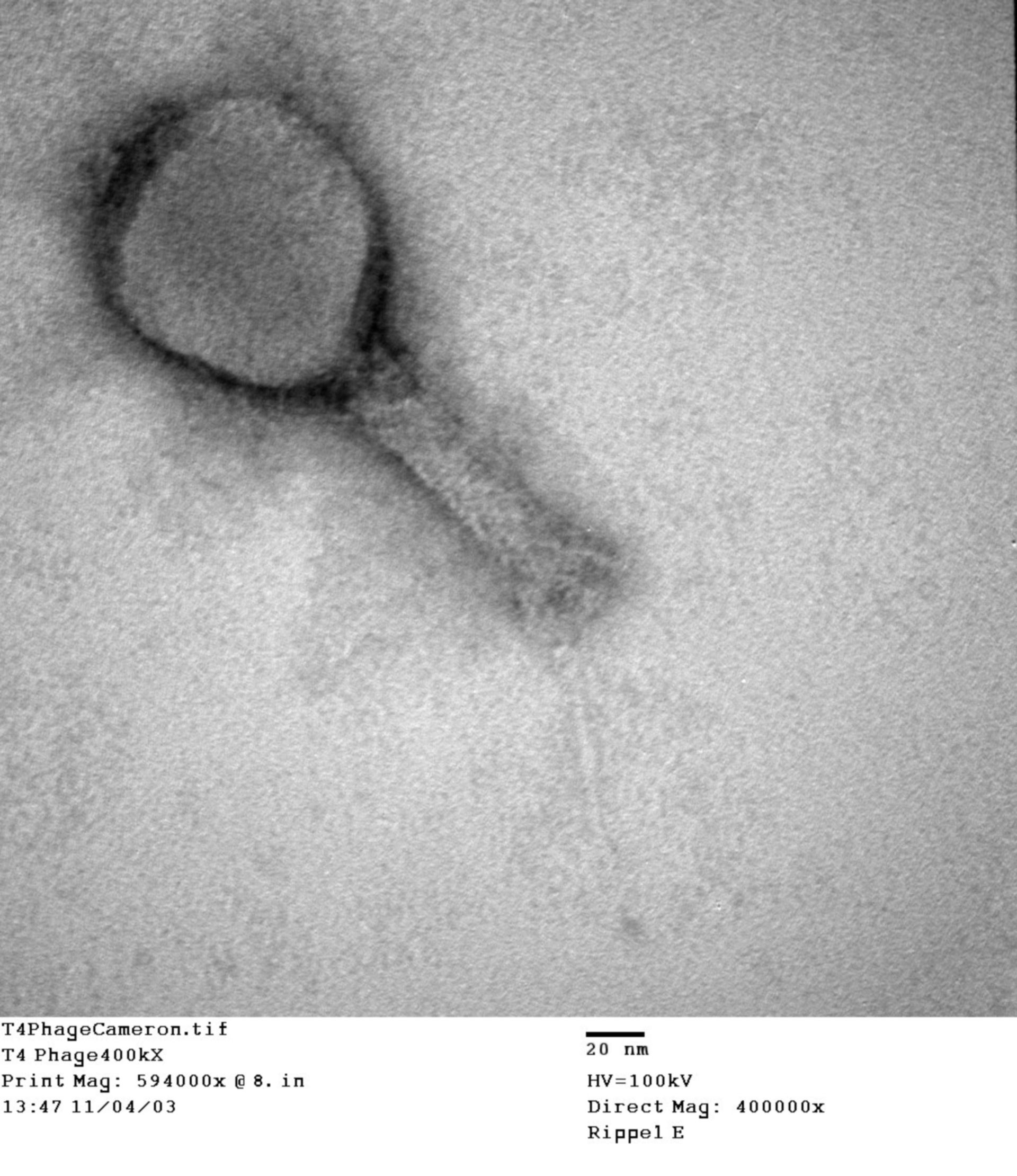 Enterobacteria phage T4 (Phage tail fibers) - CIL:41131