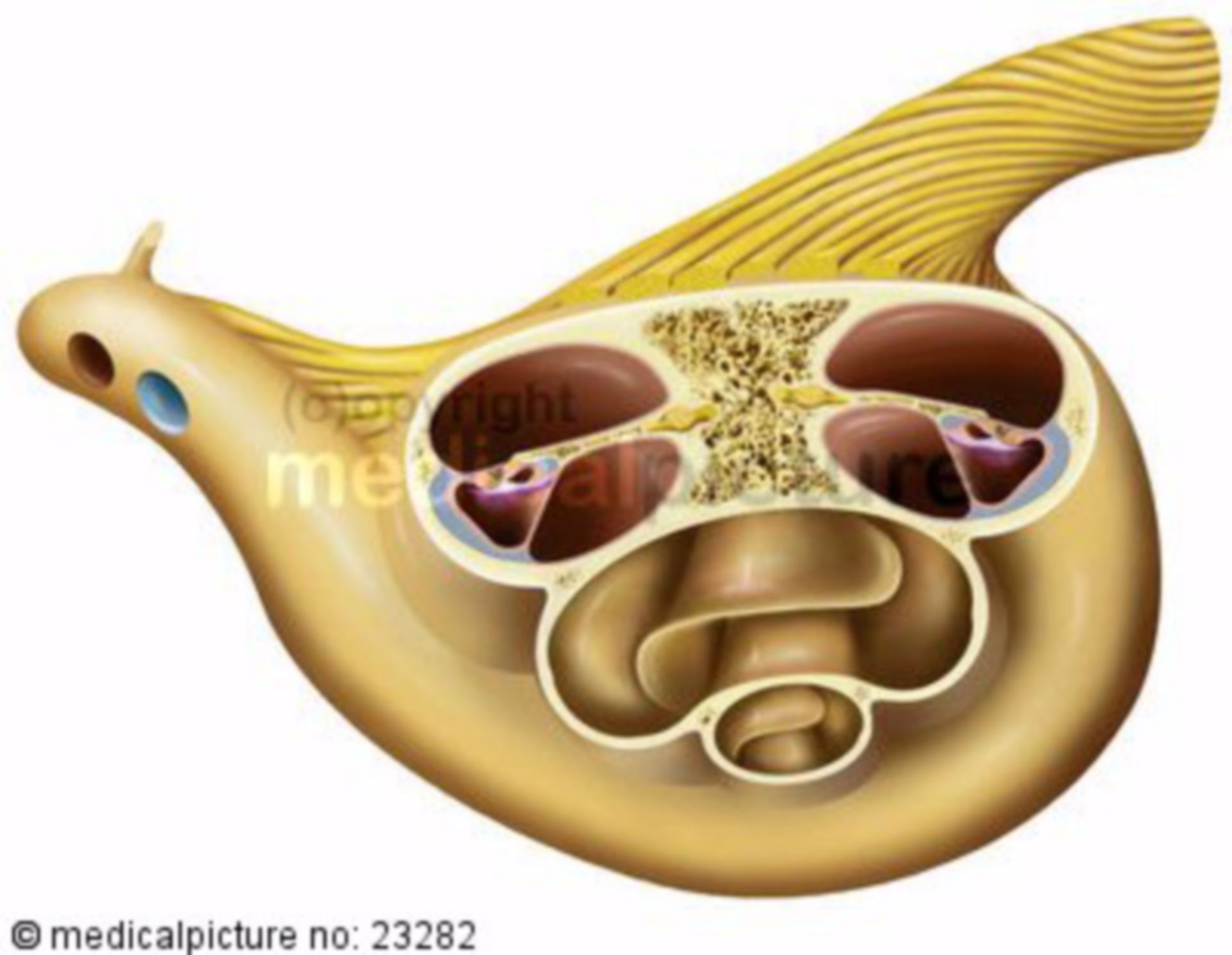 Inner ear, cochlea