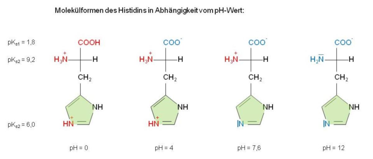 Molekülformen Histidin